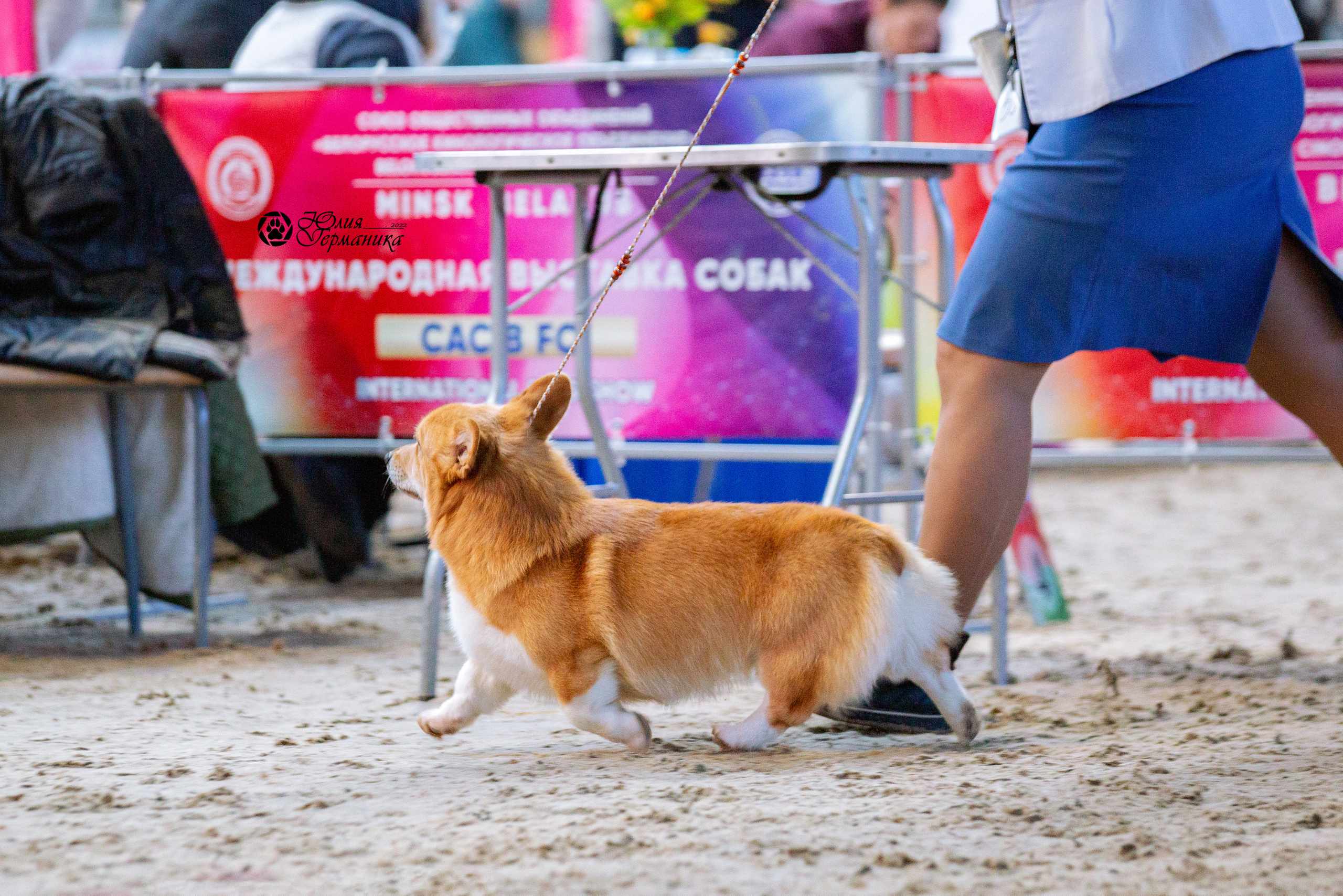 Минск 2хCACIB 5-6 марта 2022. Фотограф-анималист Юлия Германика