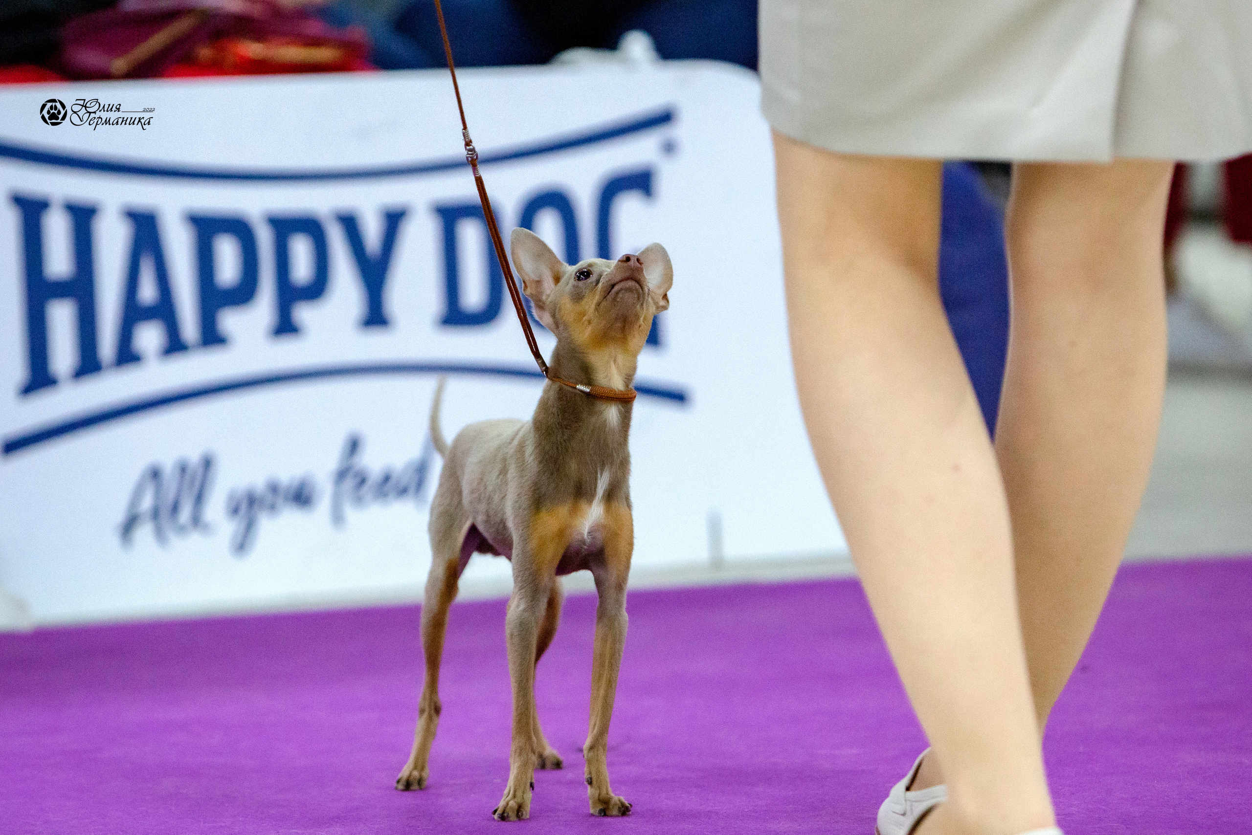 Чайна-Таун 8 января 2022. Фотограф-анималист Юлия Германика