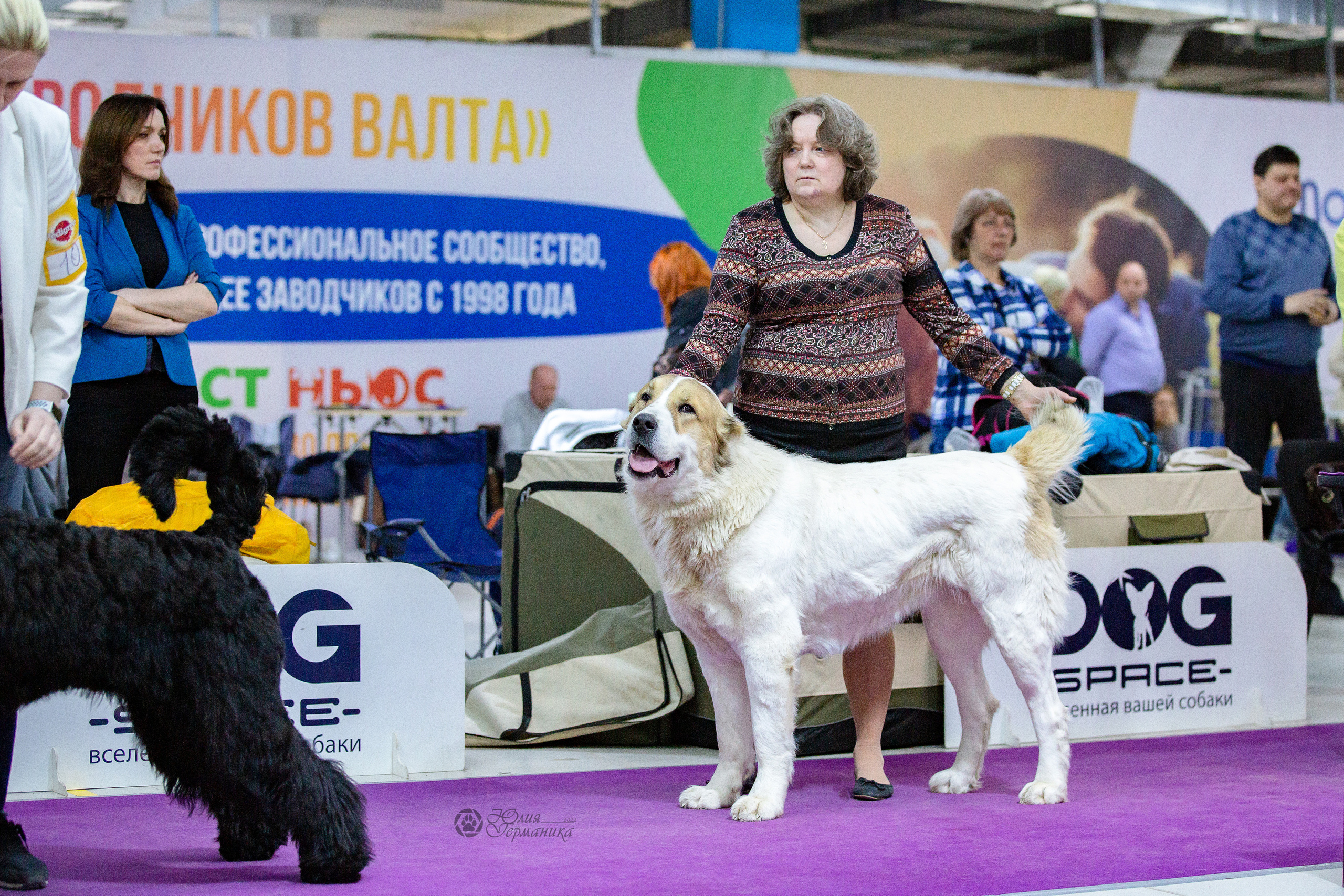 Чайна-Таун 24 и 27 марта 2022. Фотограф-анималист Юлия Германика