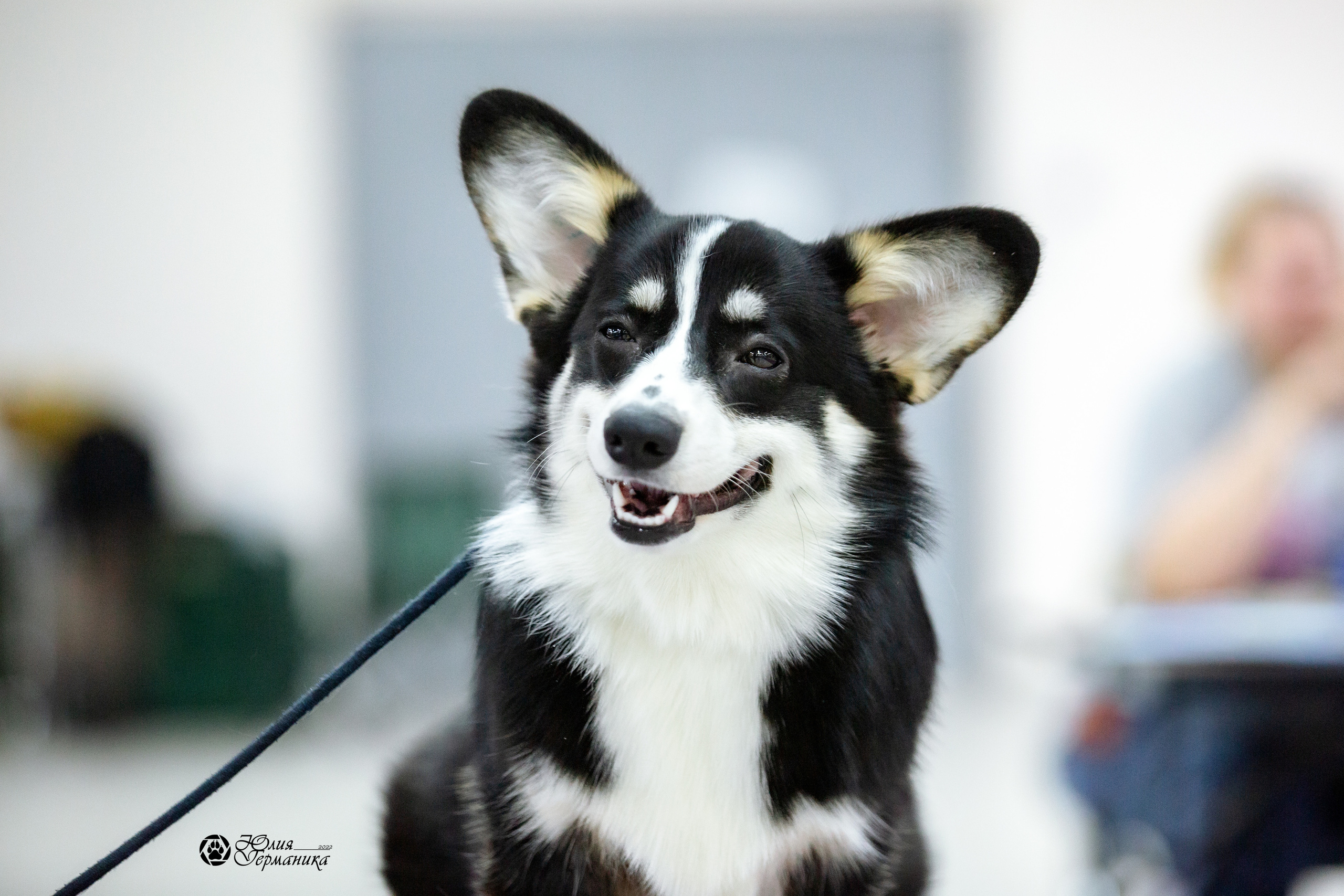 Чайна-Таун 27 февраля 2022. Фотограф-анималист Юлия Германика