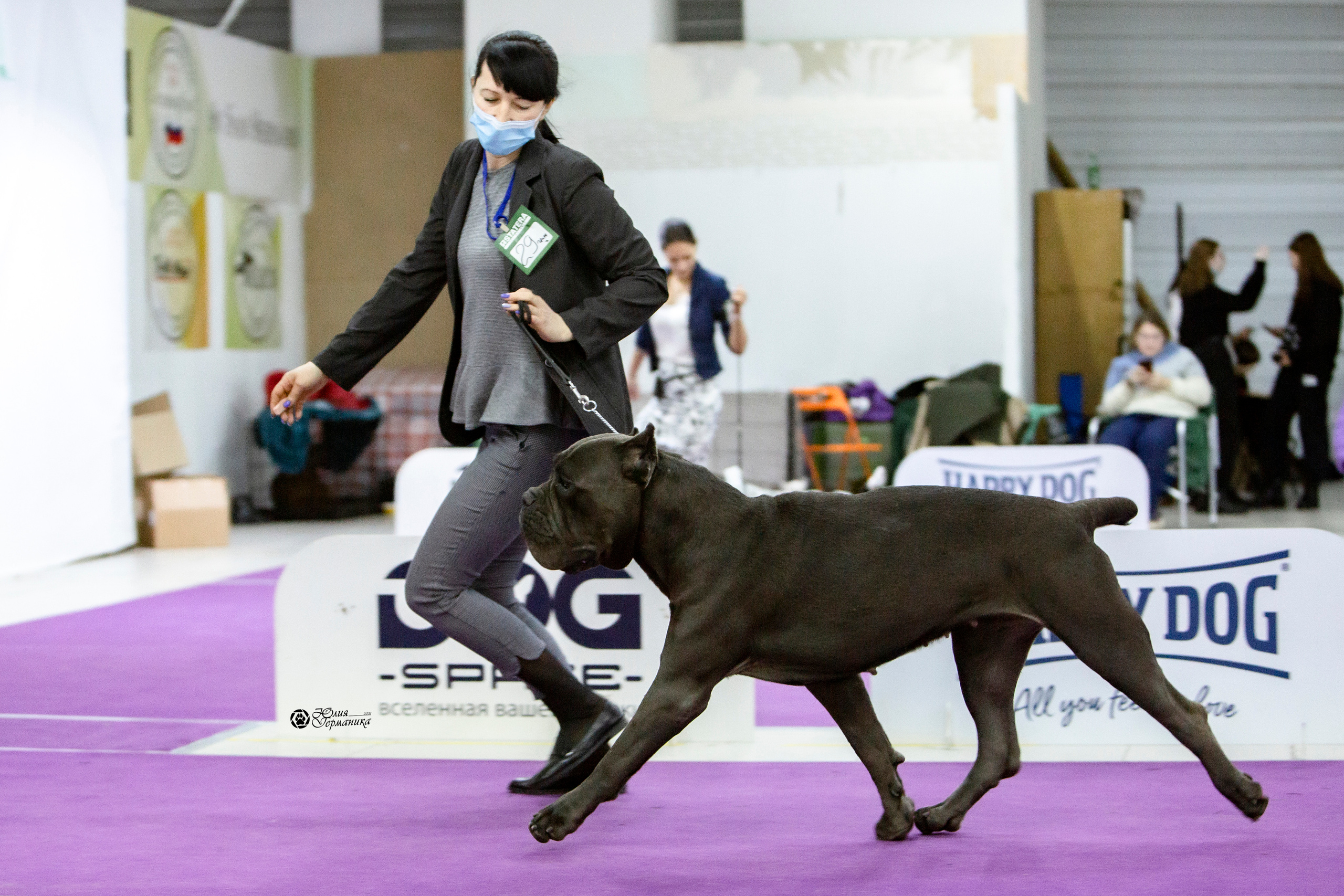 Чайна-Таун 18,26 и 29 декабря 2021. Фотограф-анималист Юлия Германика