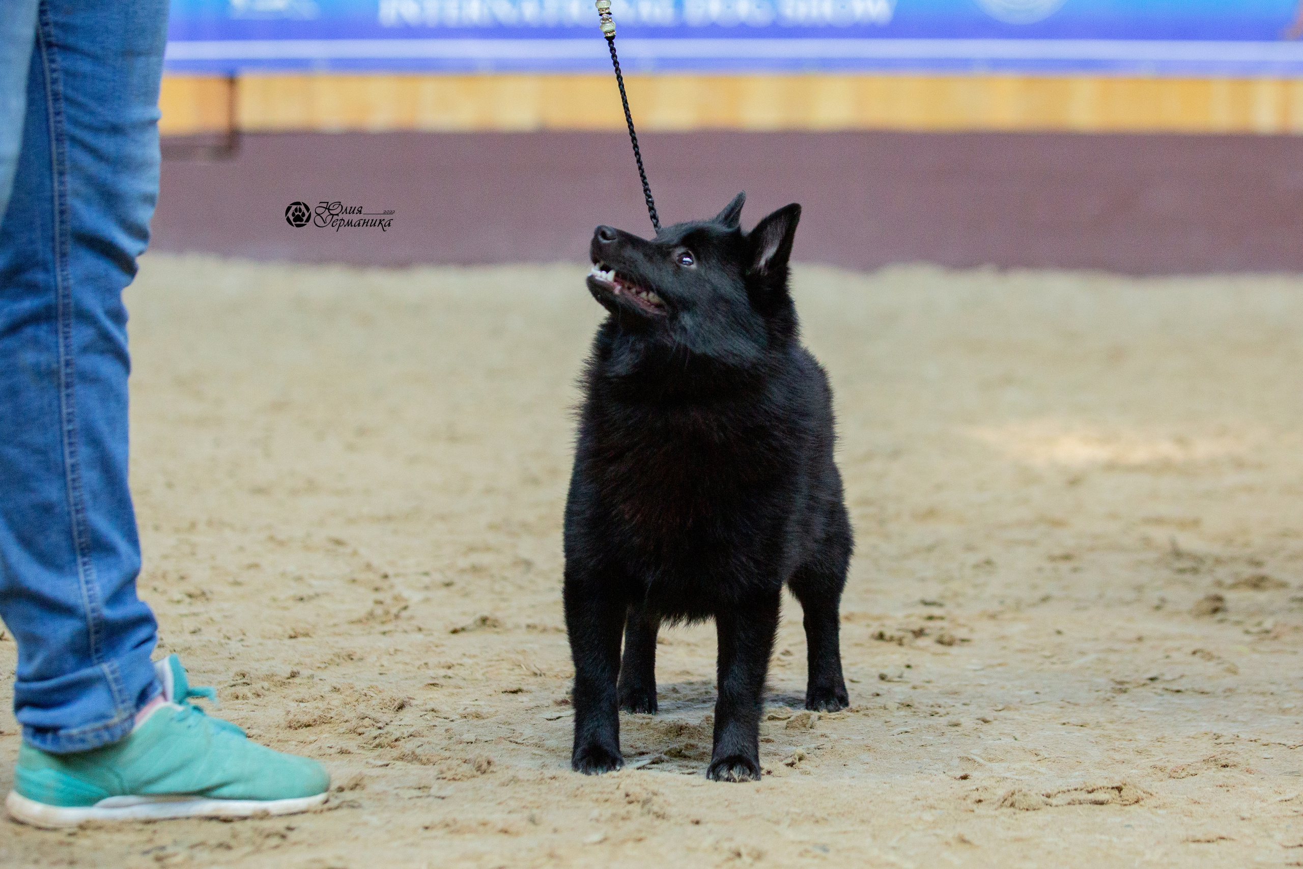 Минск 2хCACIB 5-6 марта 2022. Фотограф-анималист Юлия Германика