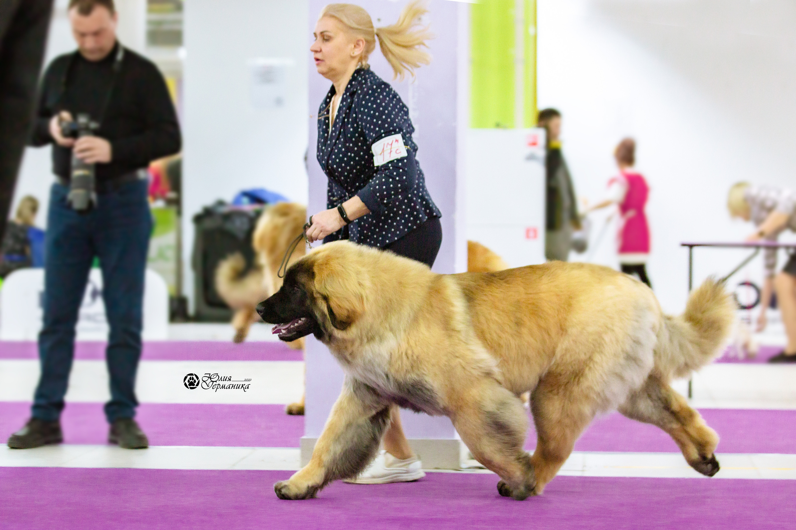 Чайна-Таун 13 и 20 марта 2022. Фотограф-анималист Юлия Германика