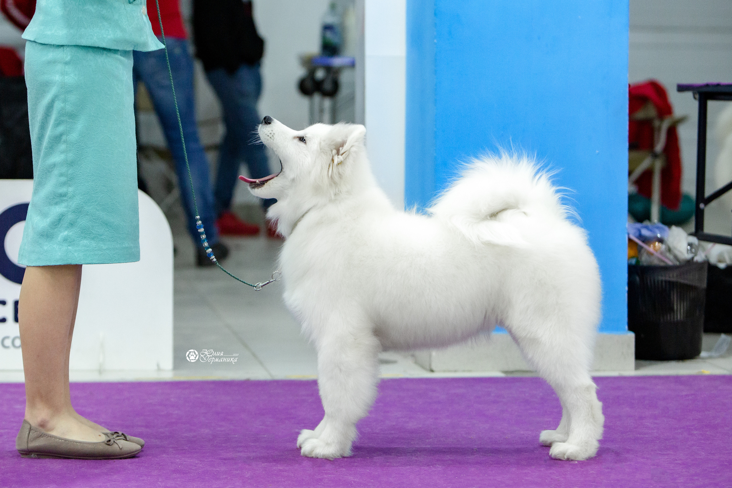 Чайна-Таун 18,26 и 29 декабря 2021. Фотограф-анималист Юлия Германика