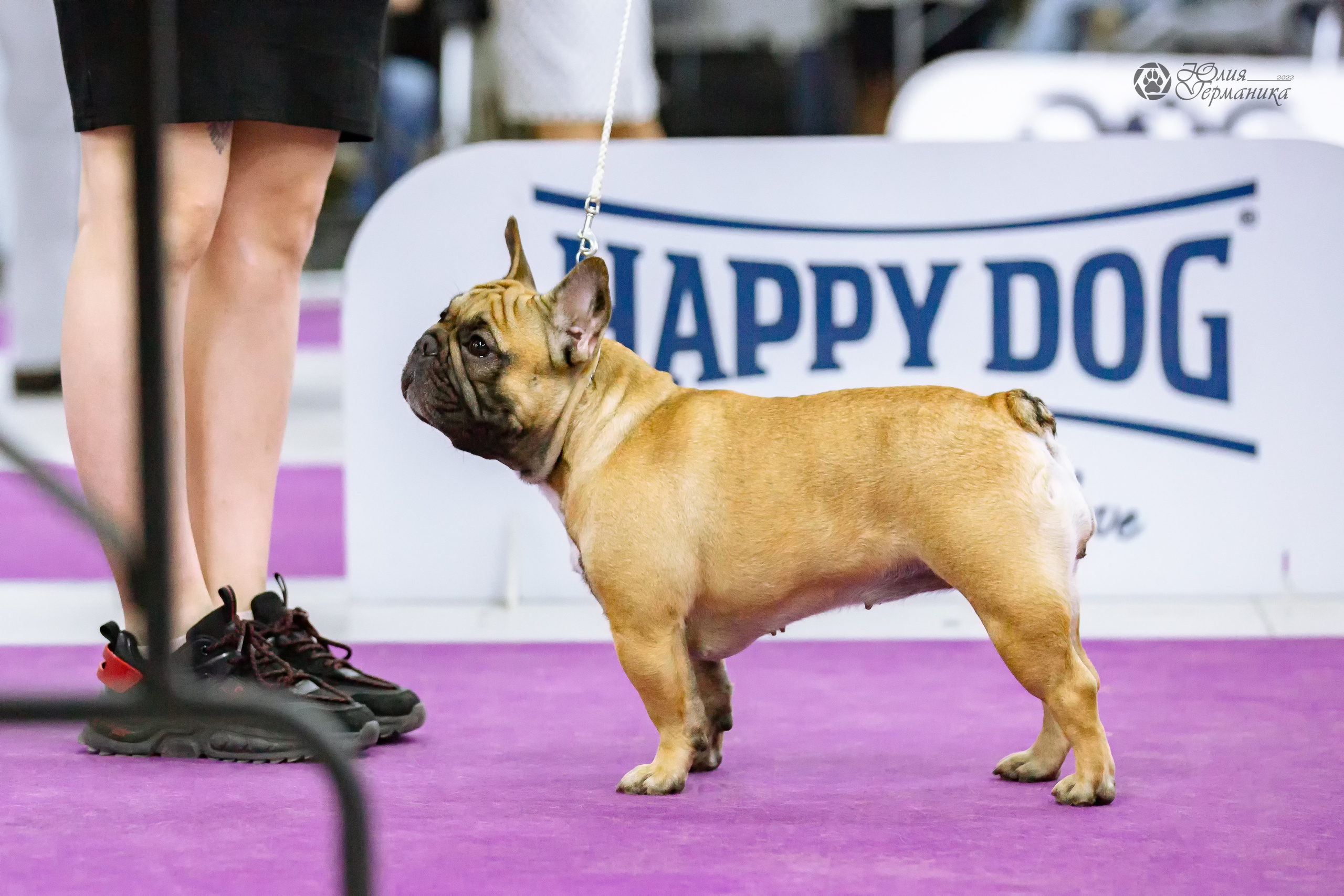 Чайна-Таун 24 и 27 марта 2022. Фотограф-анималист Юлия Германика