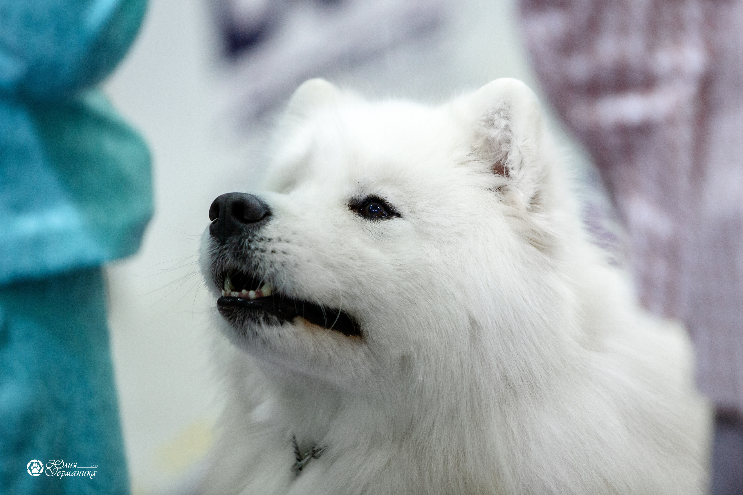 Чайна-Таун 18,26 и 29 декабря 2021. Фотограф-анималист Юлия Германика