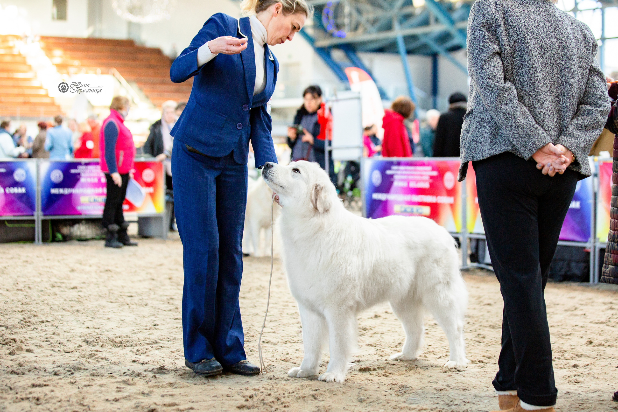 Минск 2хCACIB 5-6 марта 2022. Фотограф-анималист Юлия Германика