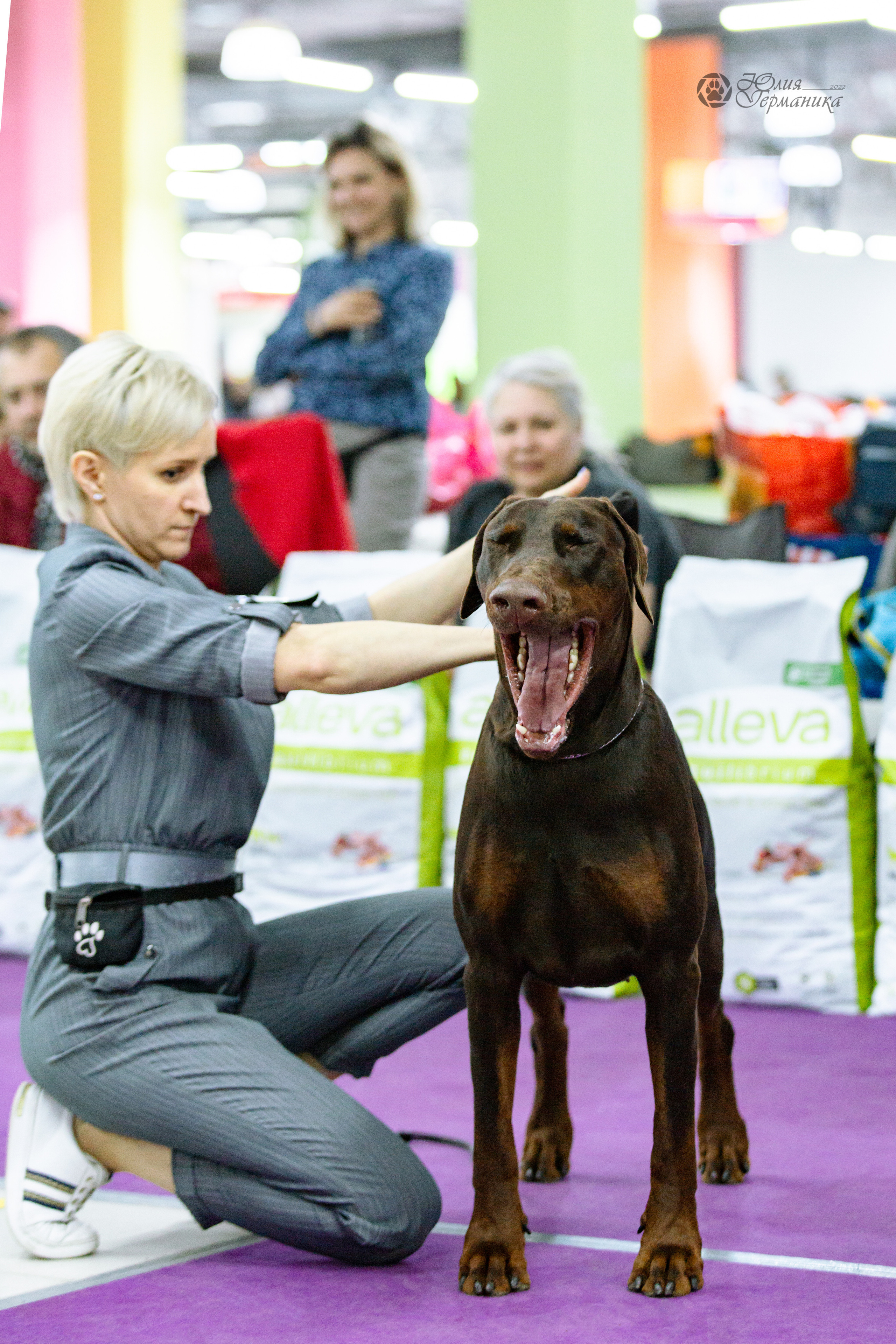 Чайна-Таун ПК Доберманов  3 апреля 2022. Фотограф-анималист Юлия Германика