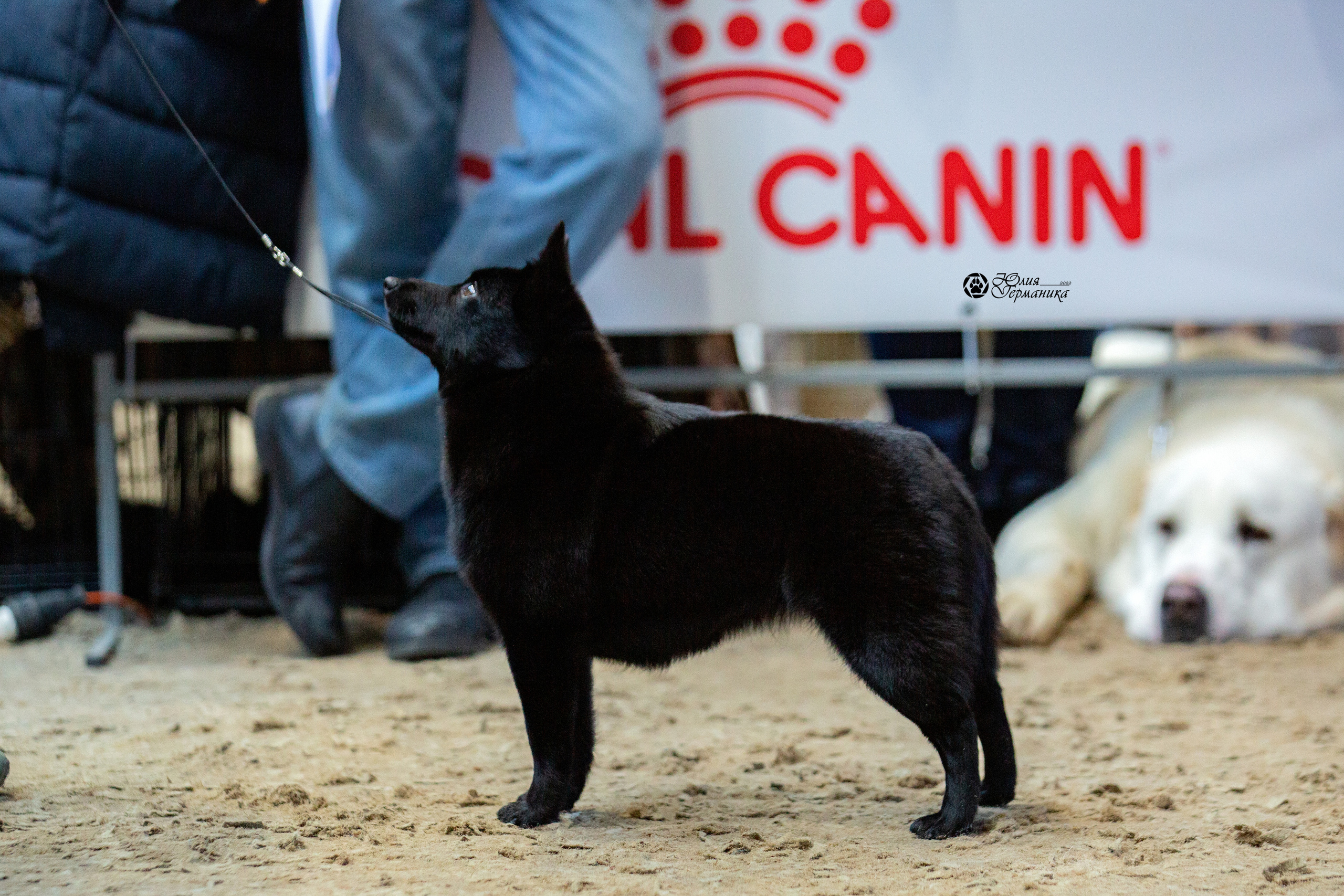 Минск 2хCACIB 5-6 марта 2022. Фотограф-анималист Юлия Германика