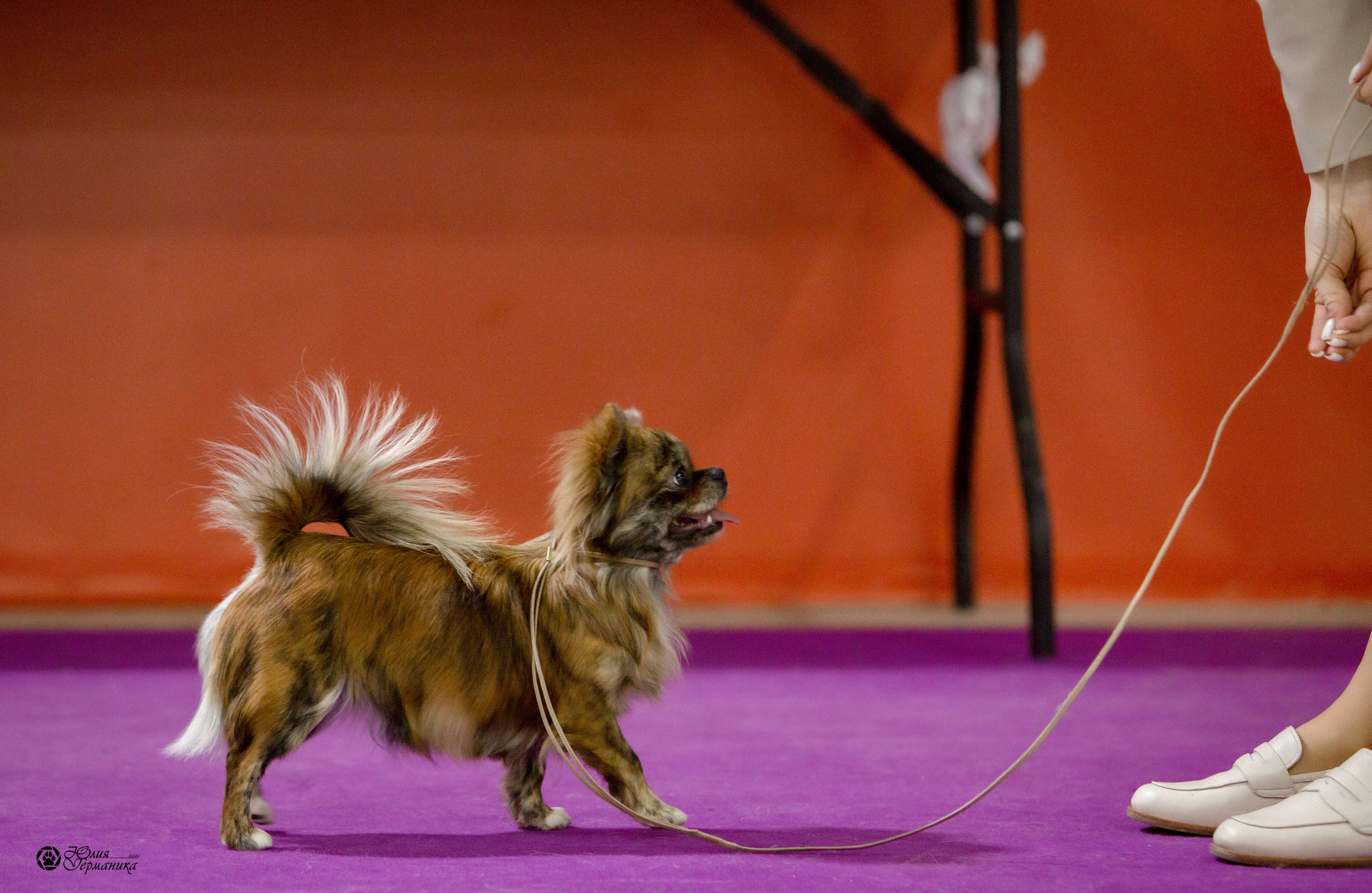 Чайна-Таун 8 января 2022. Фотограф-анималист Юлия Германика