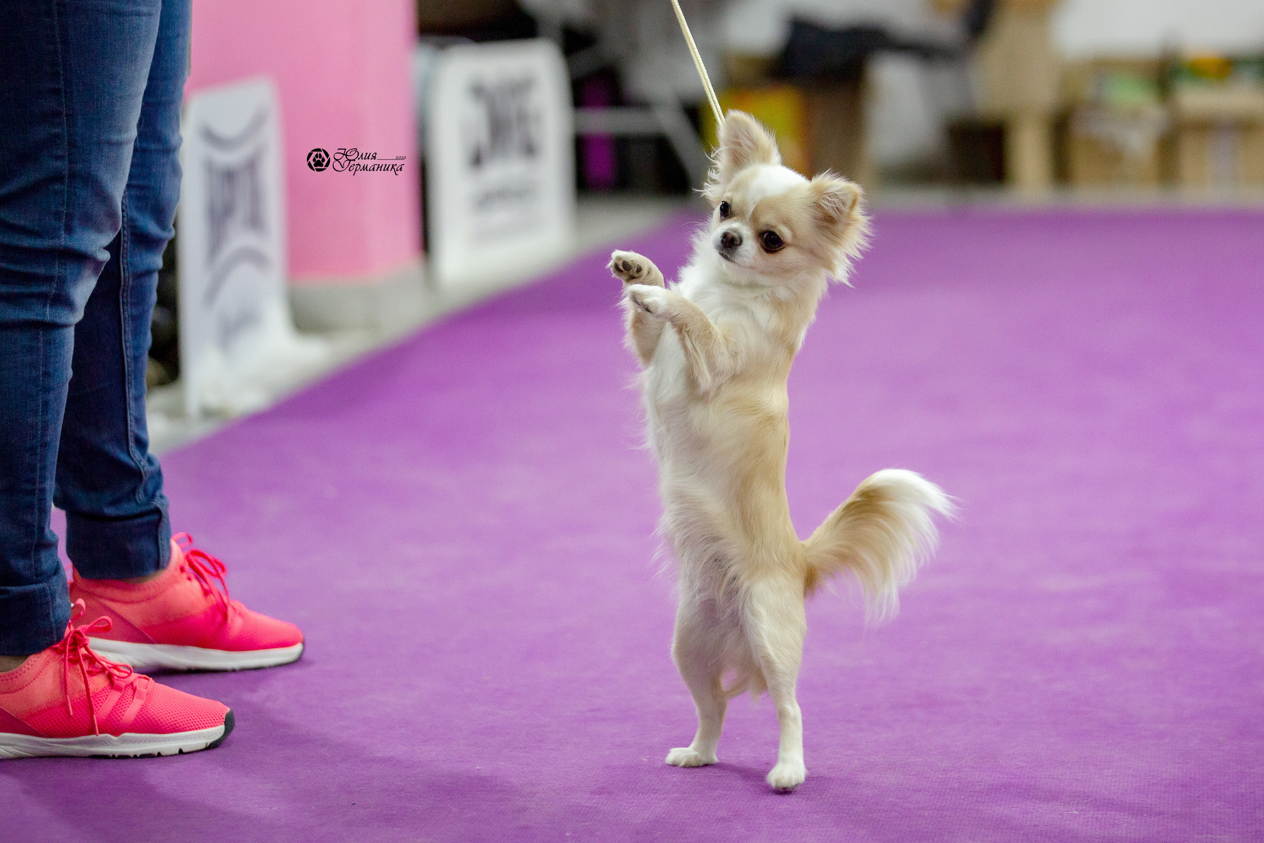 Чайна-Таун 29-30 января 2022. Фотограф-анималист Юлия Германика