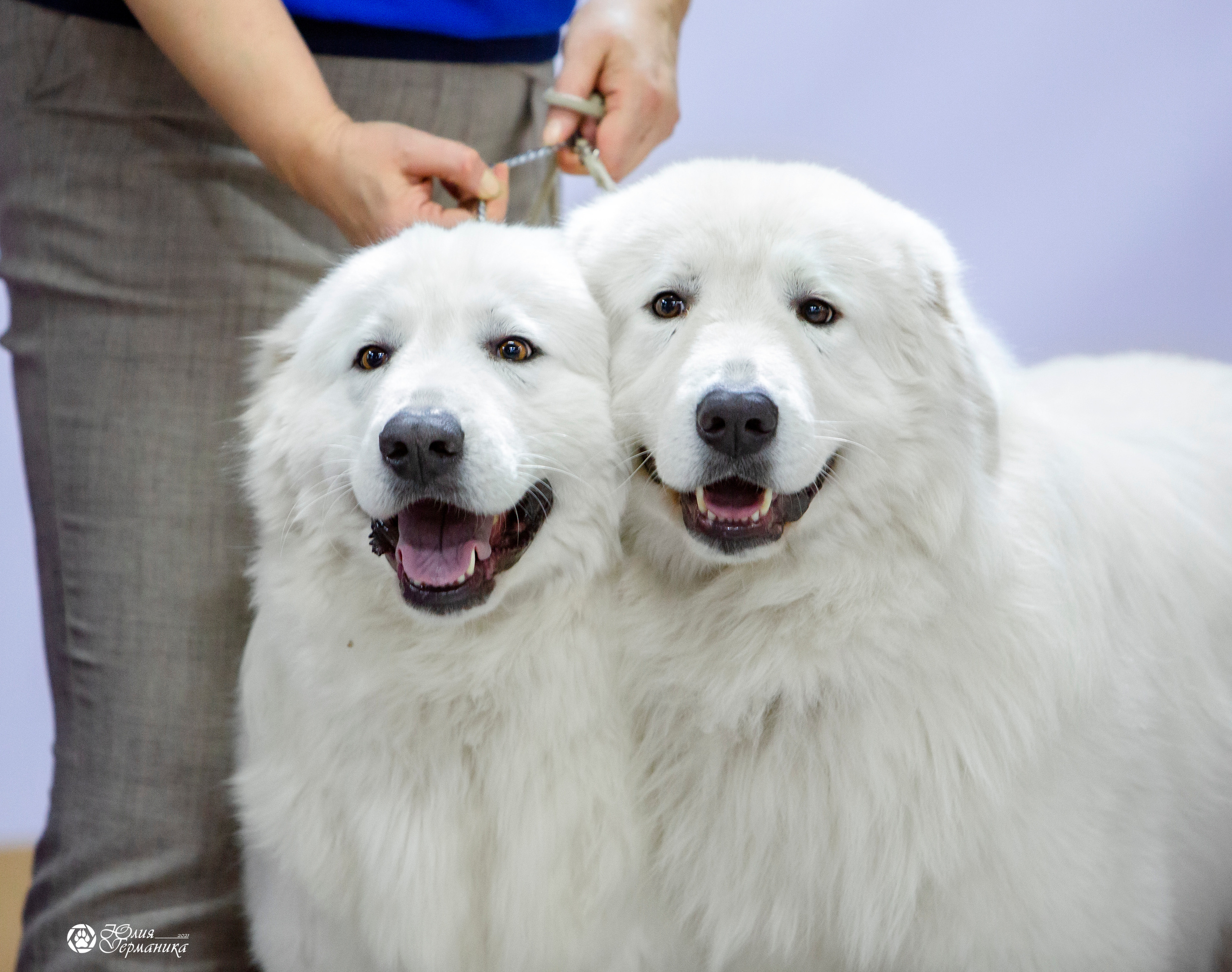 Чайна-Таун 18,26 и 29 декабря 2021. Фотограф-анималист Юлия Германика