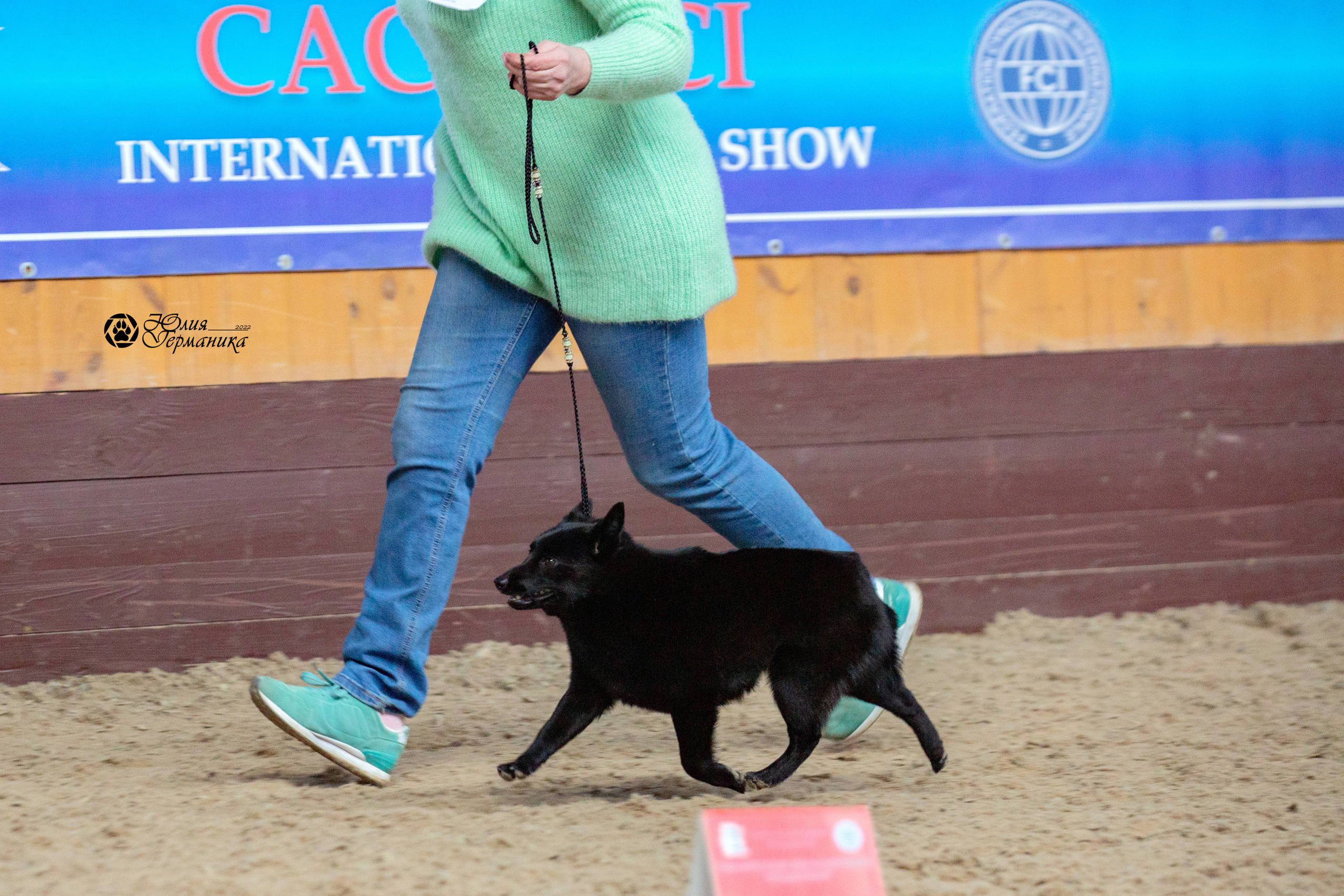 Минск 2хCACIB 5-6 марта 2022. Фотограф-анималист Юлия Германика