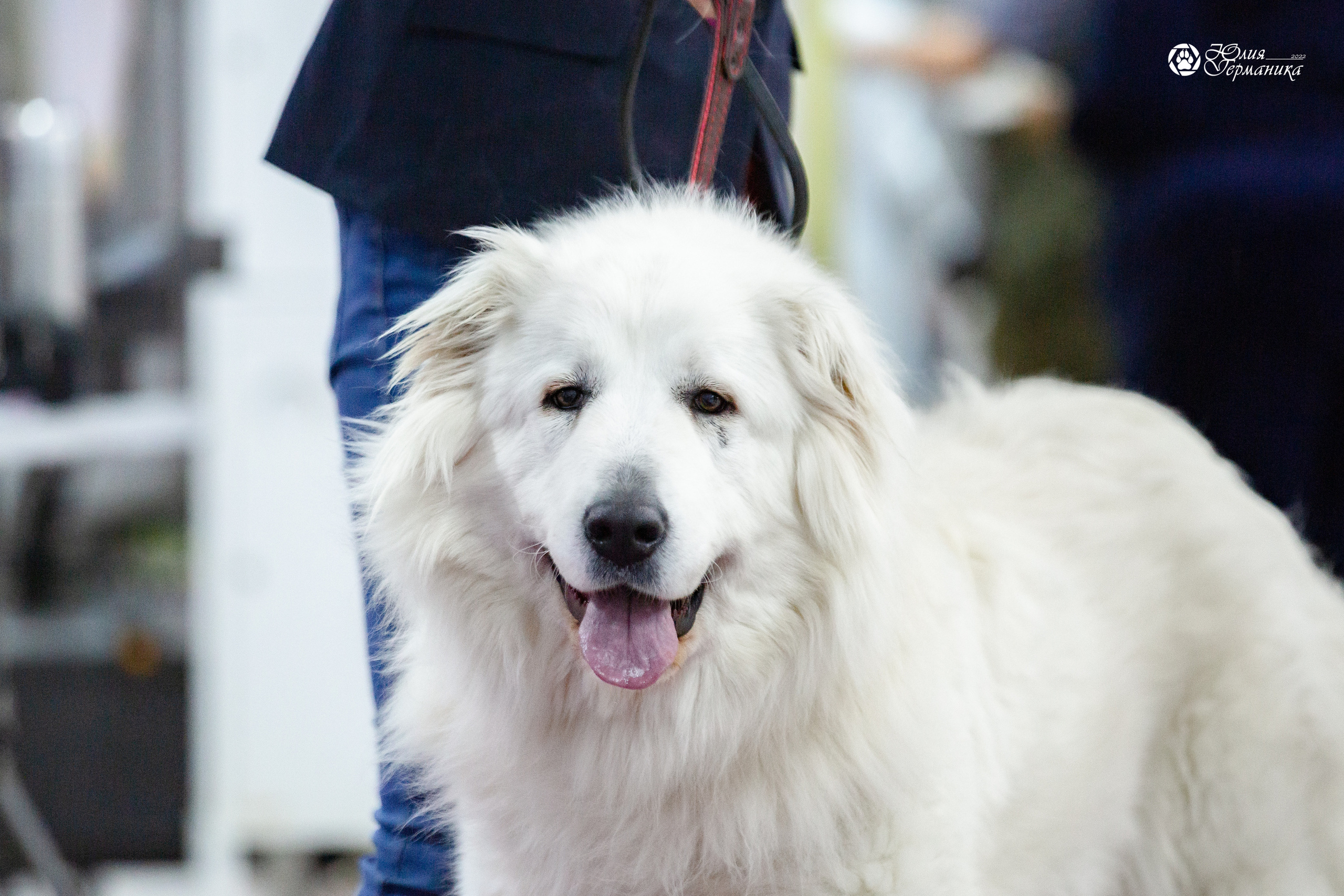 Чайна-Таун 23 февраля 2022. Фотограф-анималист Юлия Германика