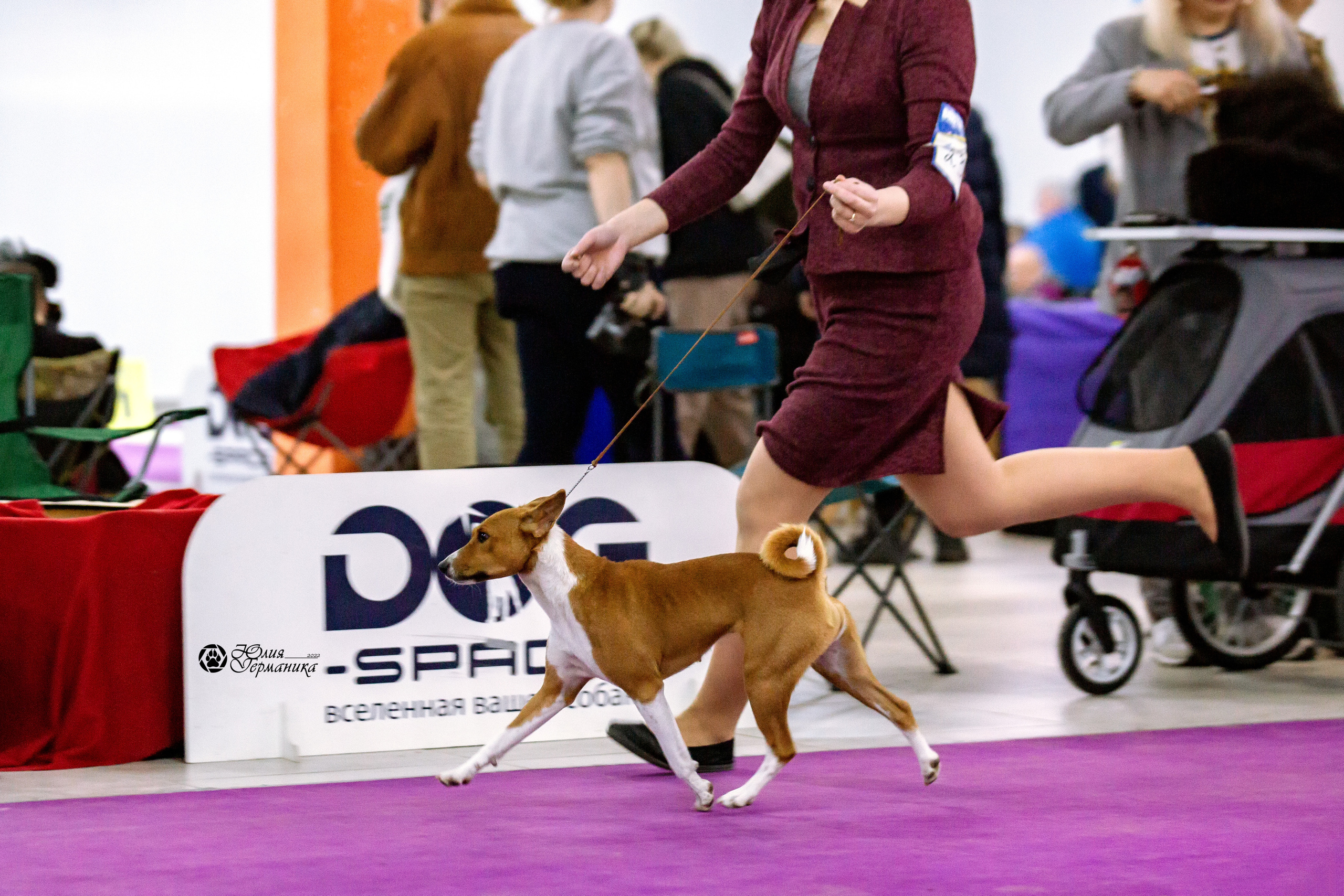 Чайна-Таун 13 и 20 марта 2022. Фотограф-анималист Юлия Германика