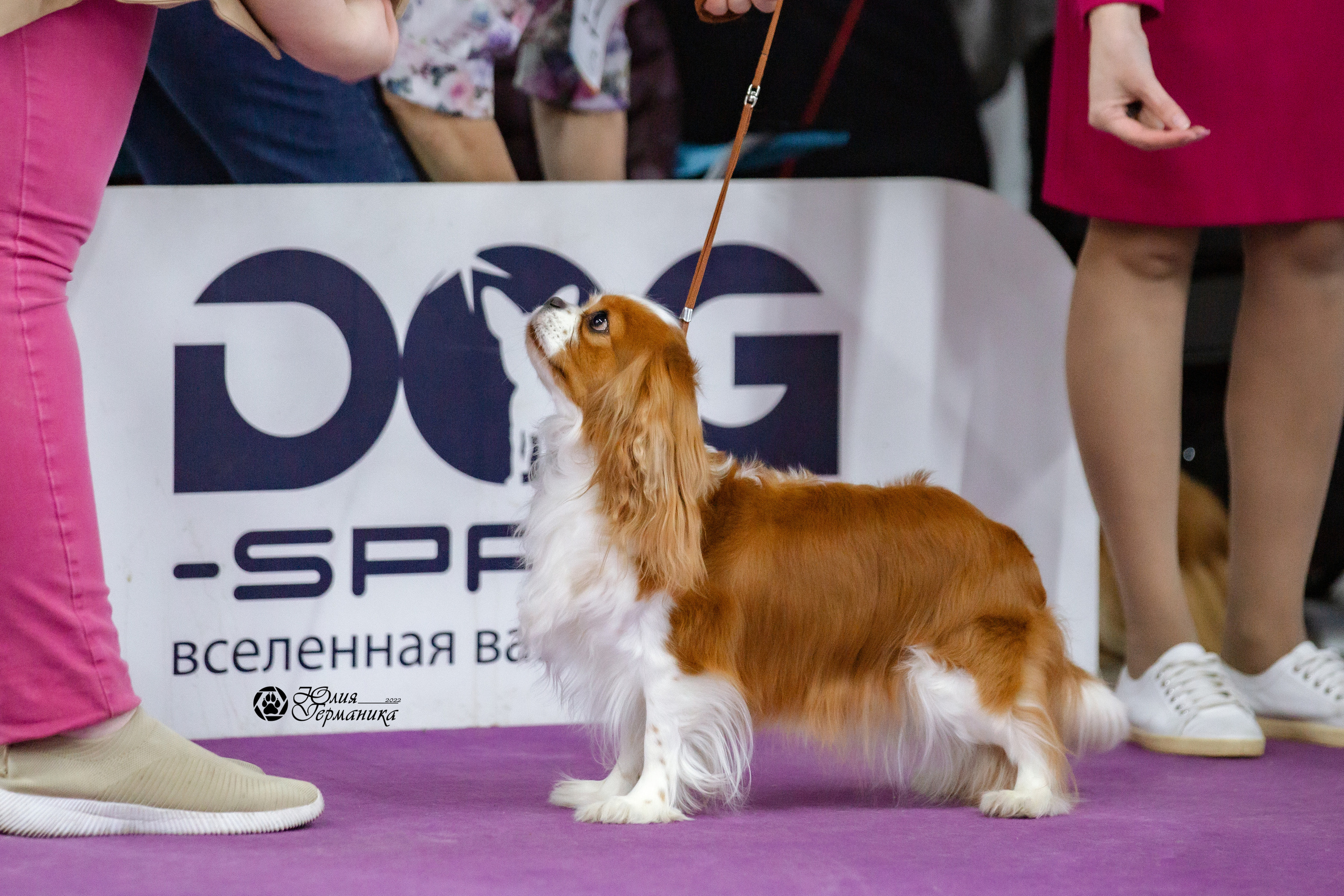 Чайна-Таун 27 февраля 2022. Фотограф-анималист Юлия Германика