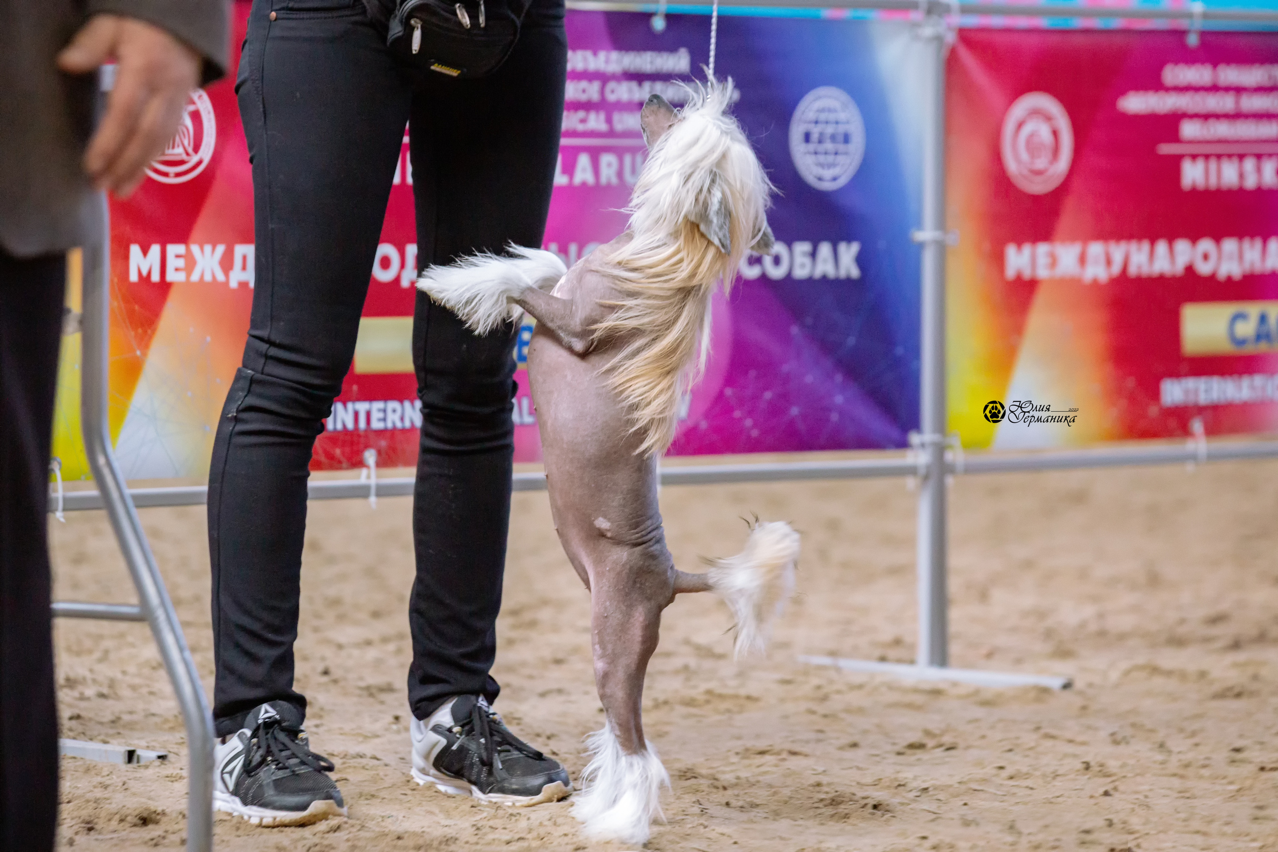 Минск 2хCACIB 5-6 марта 2022. Фотограф-анималист Юлия Германика