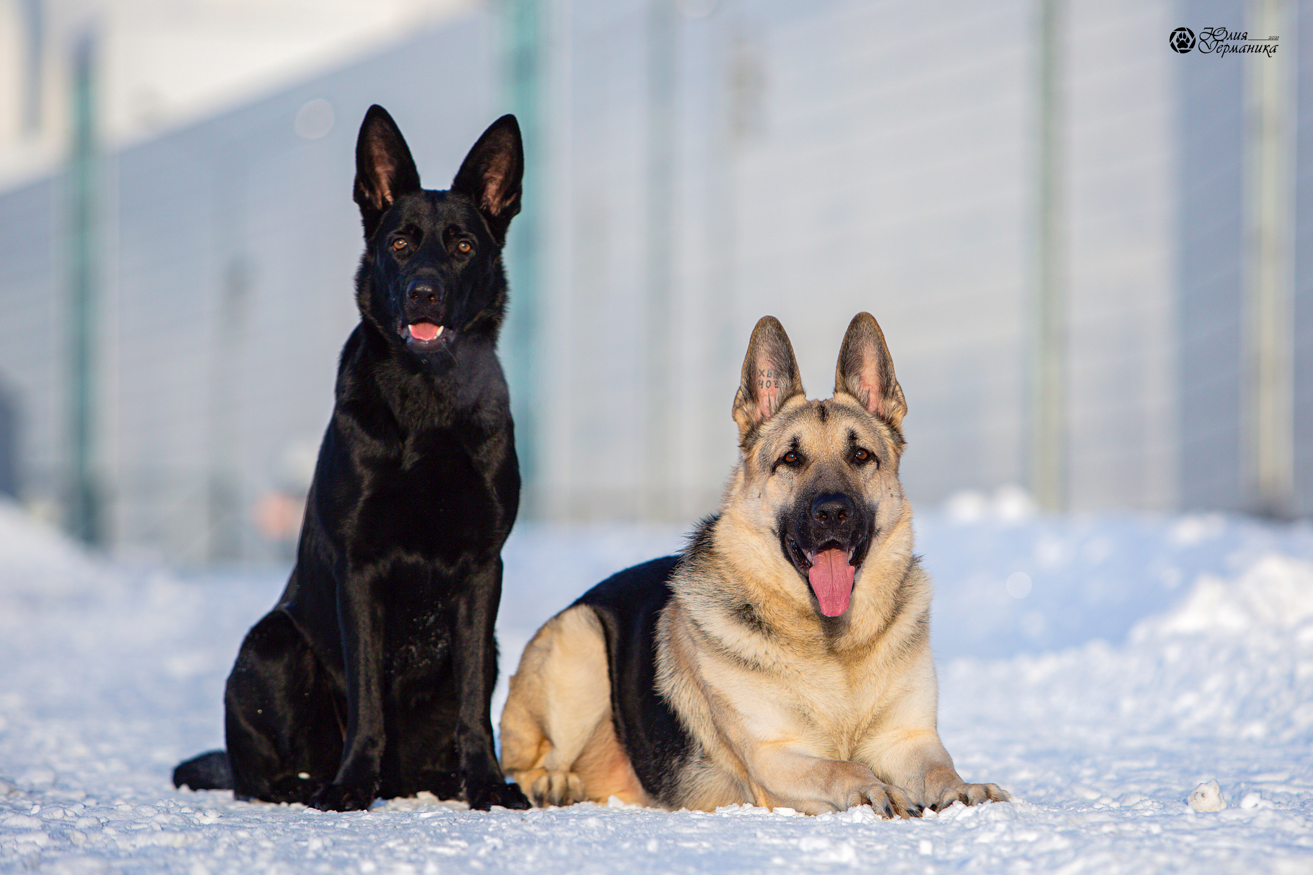 Свободная съемка. Фотограф-анималист Юлия Германика