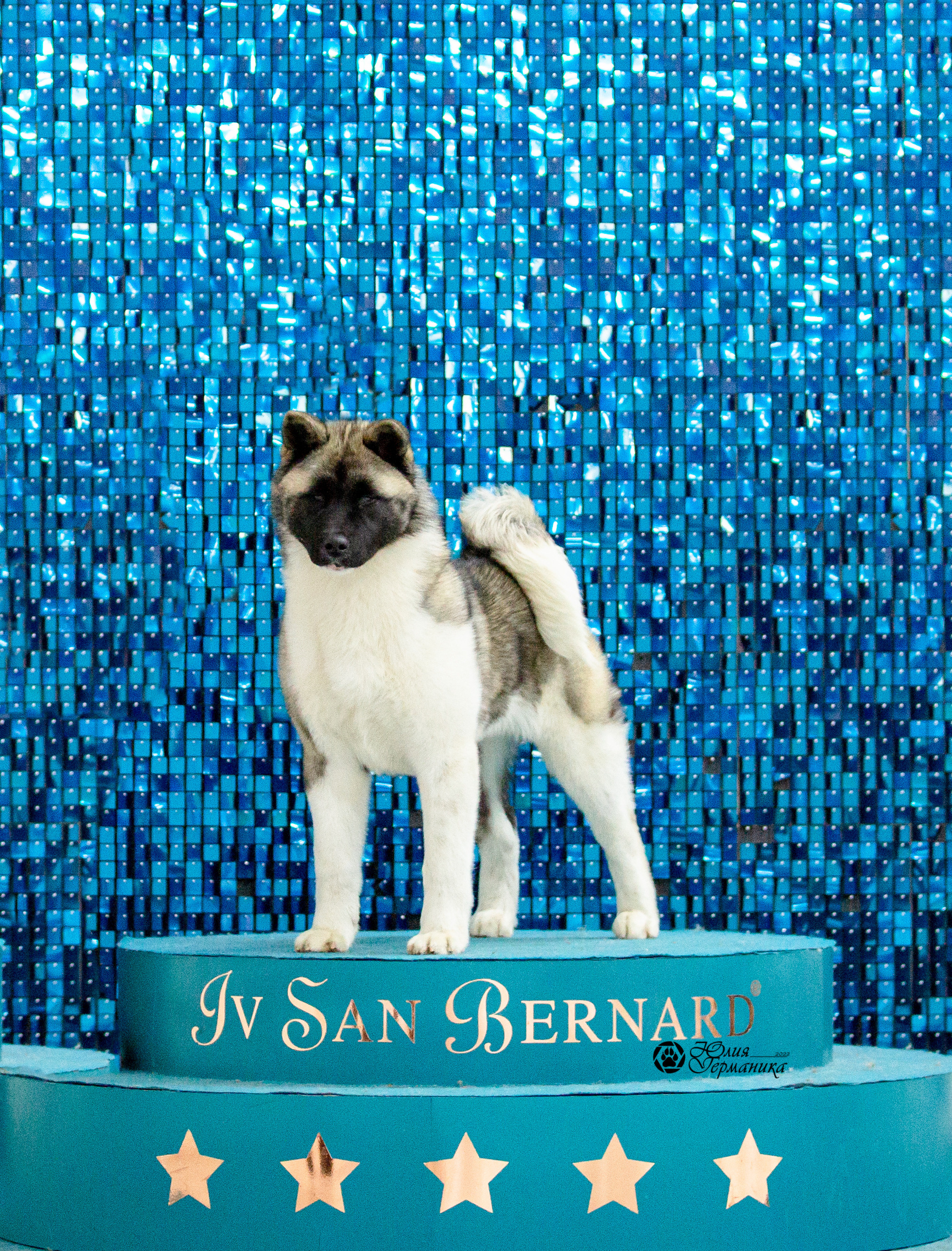 Чайна-Таун 29-30 января 2022. Фотограф-анималист Юлия Германика