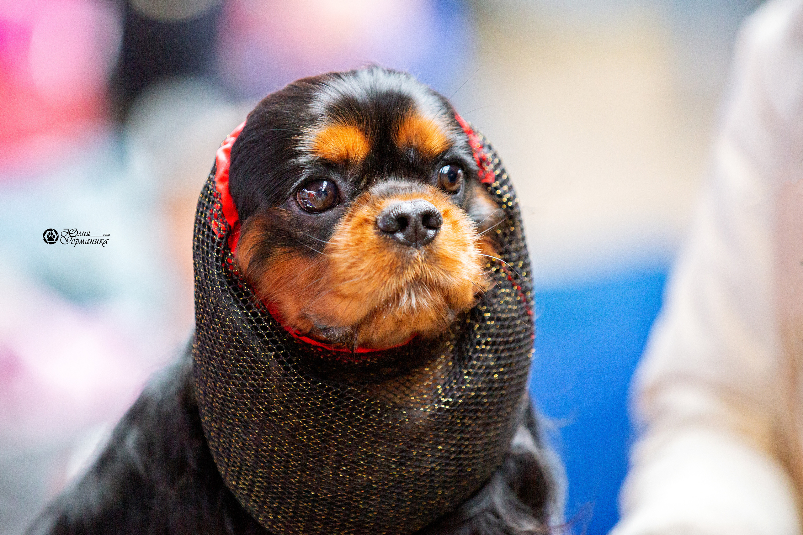 Минск 2хCACIB 5-6 марта 2022. Фотограф-анималист Юлия Германика