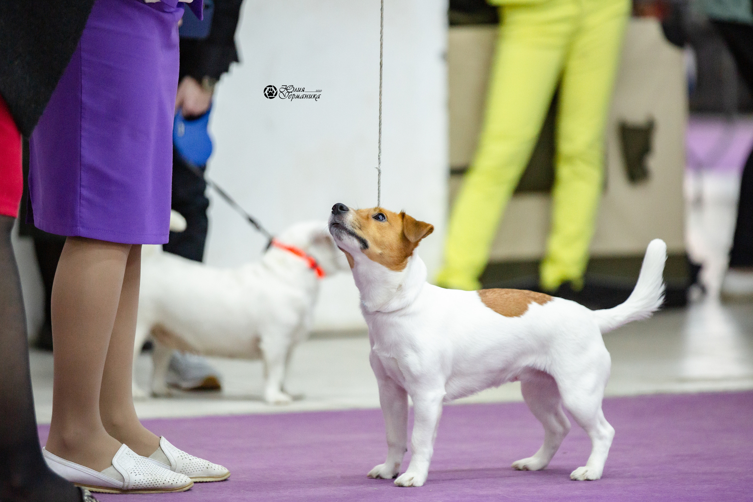Чайна-Таун 12-13 февраля 2022. Фотограф-анималист Юлия Германика