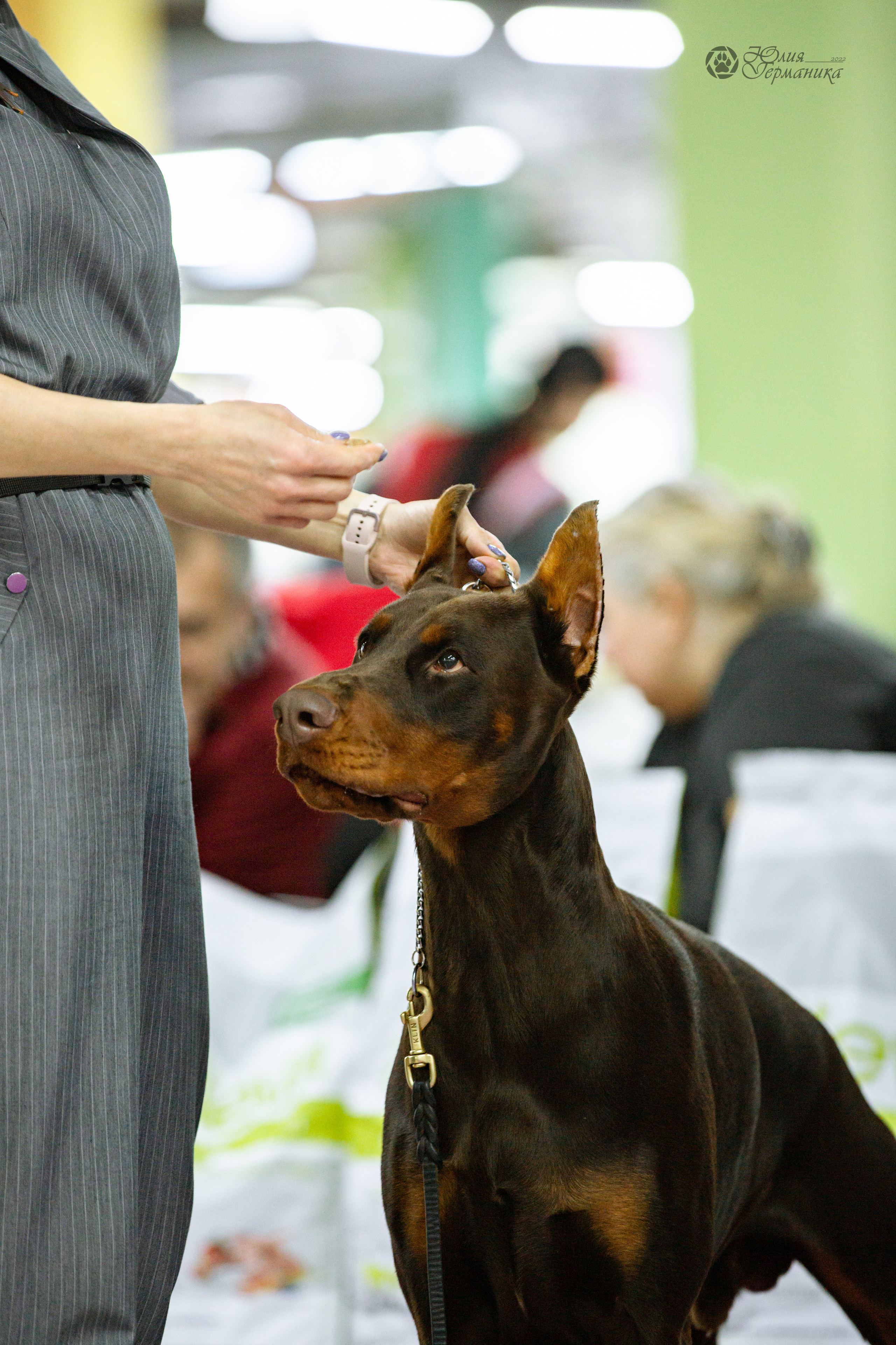Чайна-Таун ПК Доберманов  3 апреля 2022. Фотограф-анималист Юлия Германика