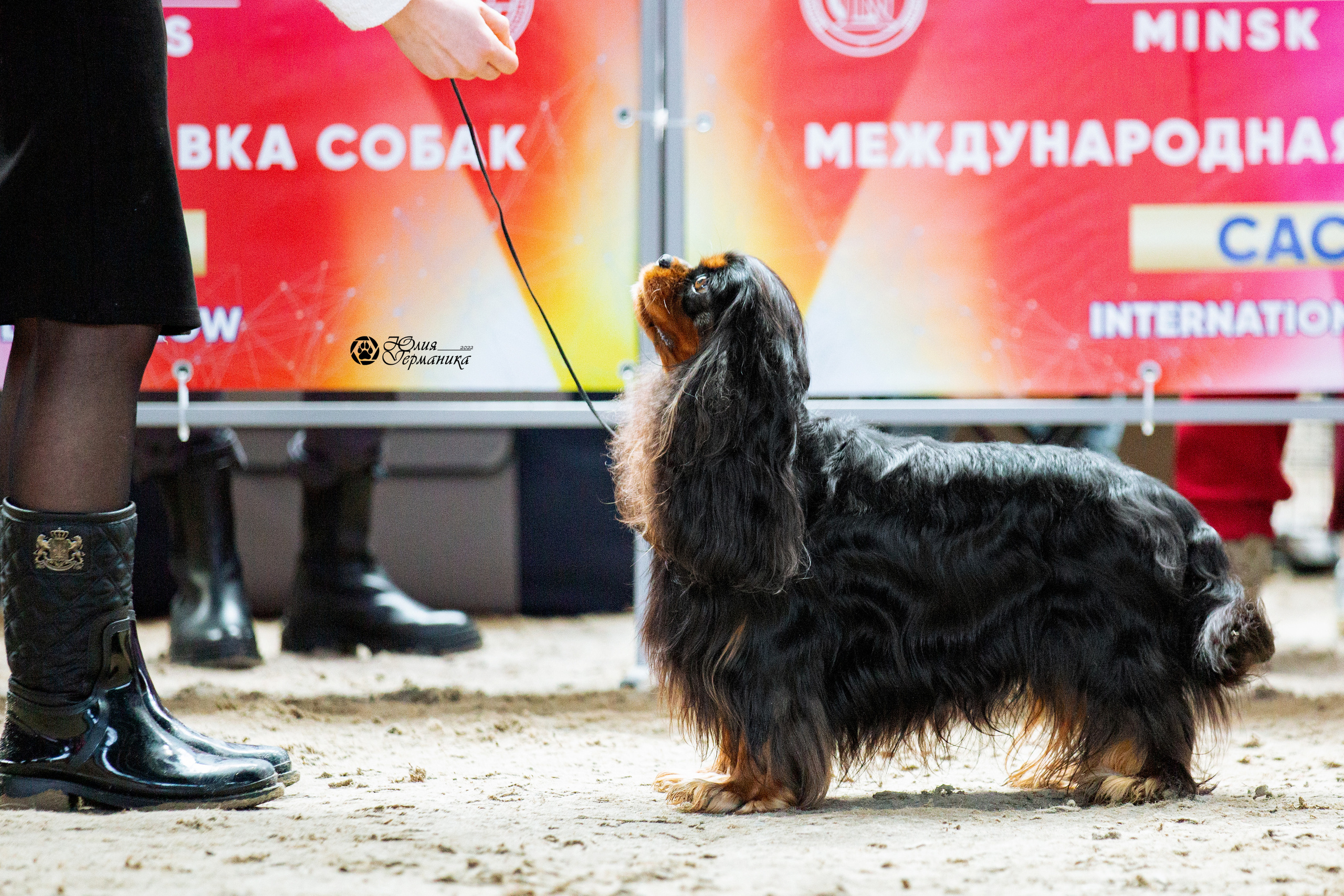 Минск 2хCACIB 5-6 марта 2022. Фотограф-анималист Юлия Германика