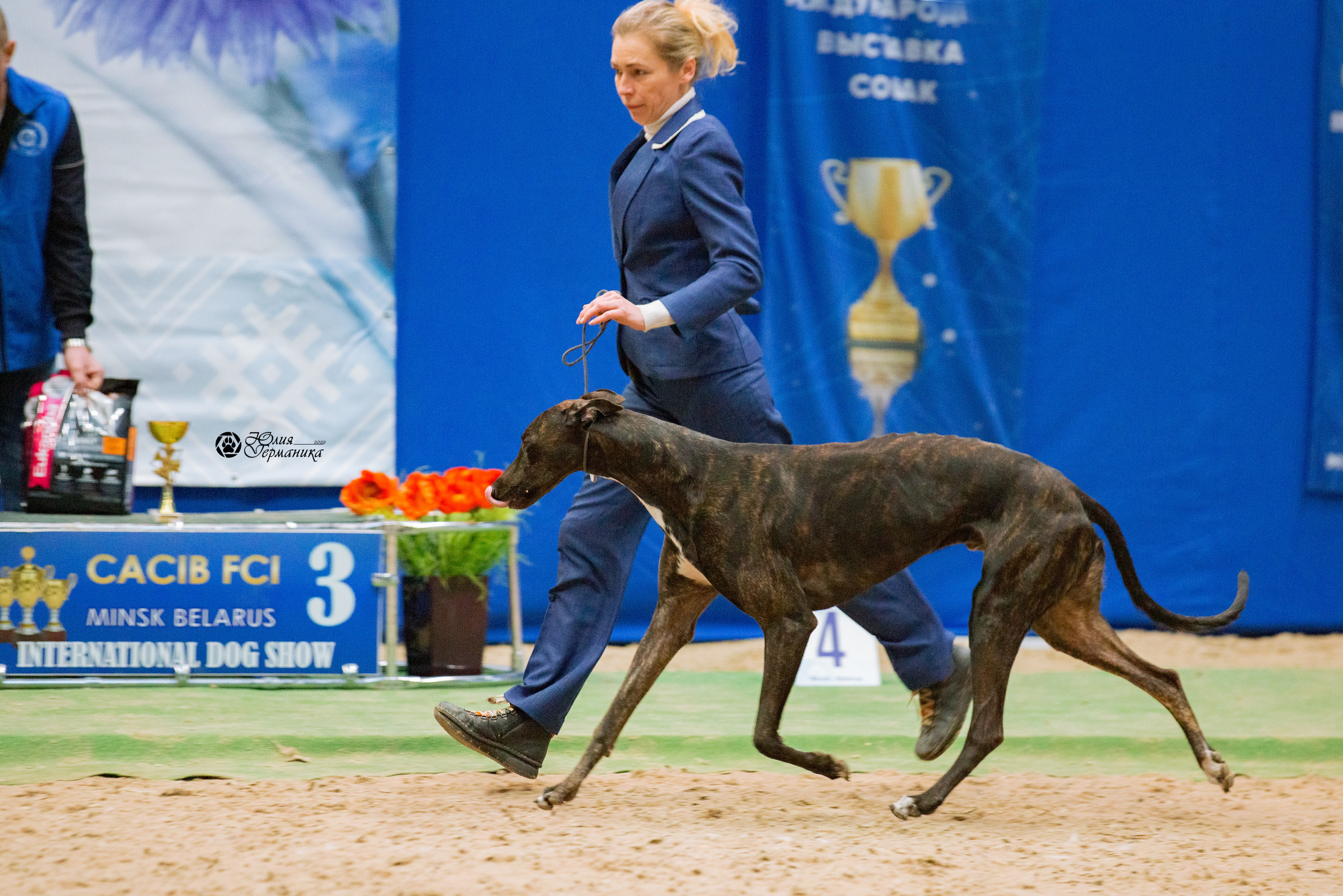 Минск 2хCACIB 5-6 марта 2022. Фотограф-анималист Юлия Германика
