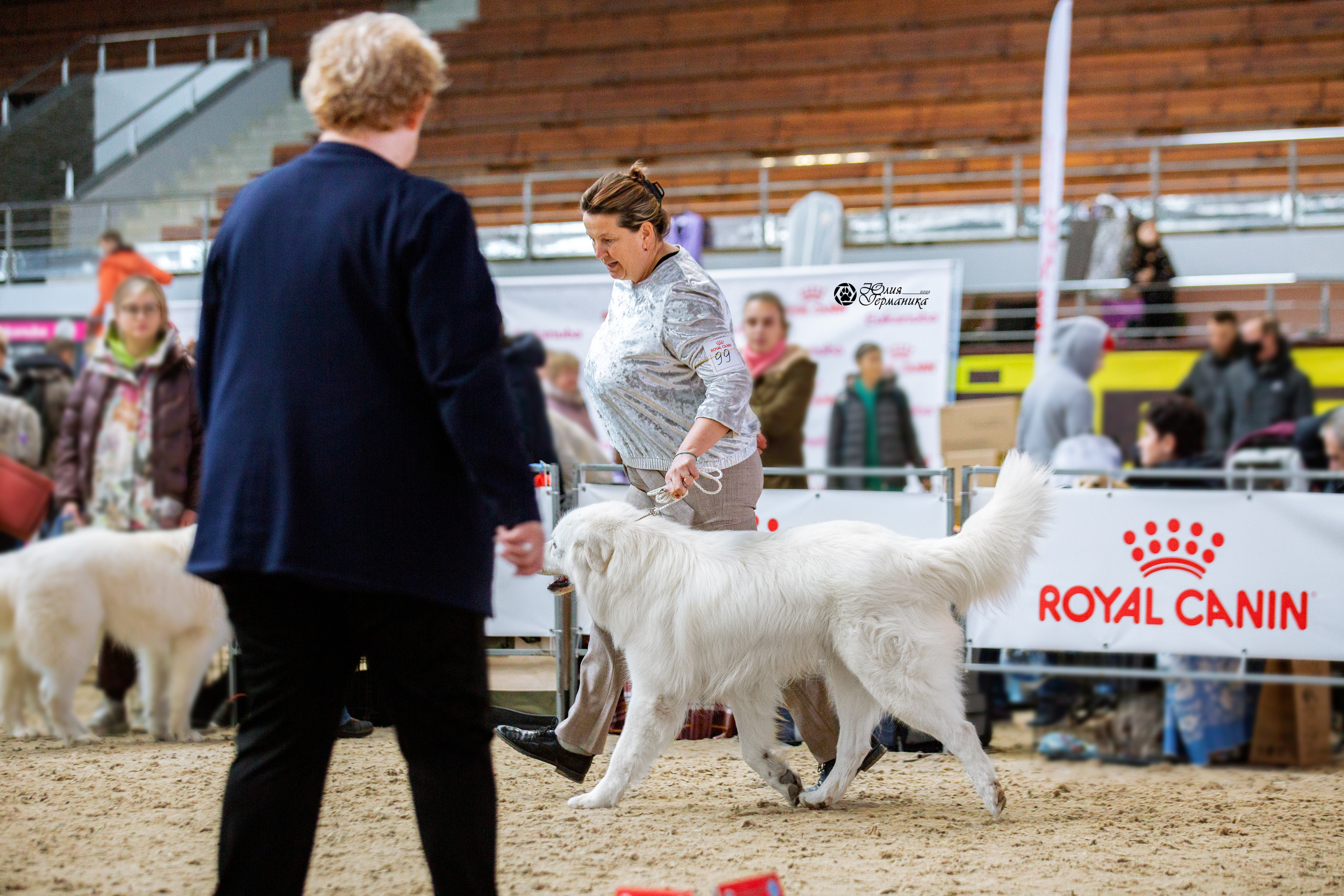 Минск 2хCACIB 5-6 марта 2022. Фотограф-анималист Юлия Германика