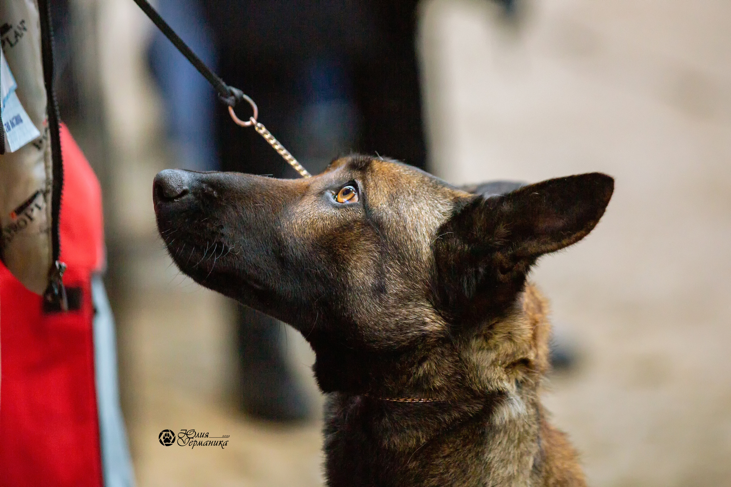 Минск 2хCACIB 5-6 марта 2022. Фотограф-анималист Юлия Германика