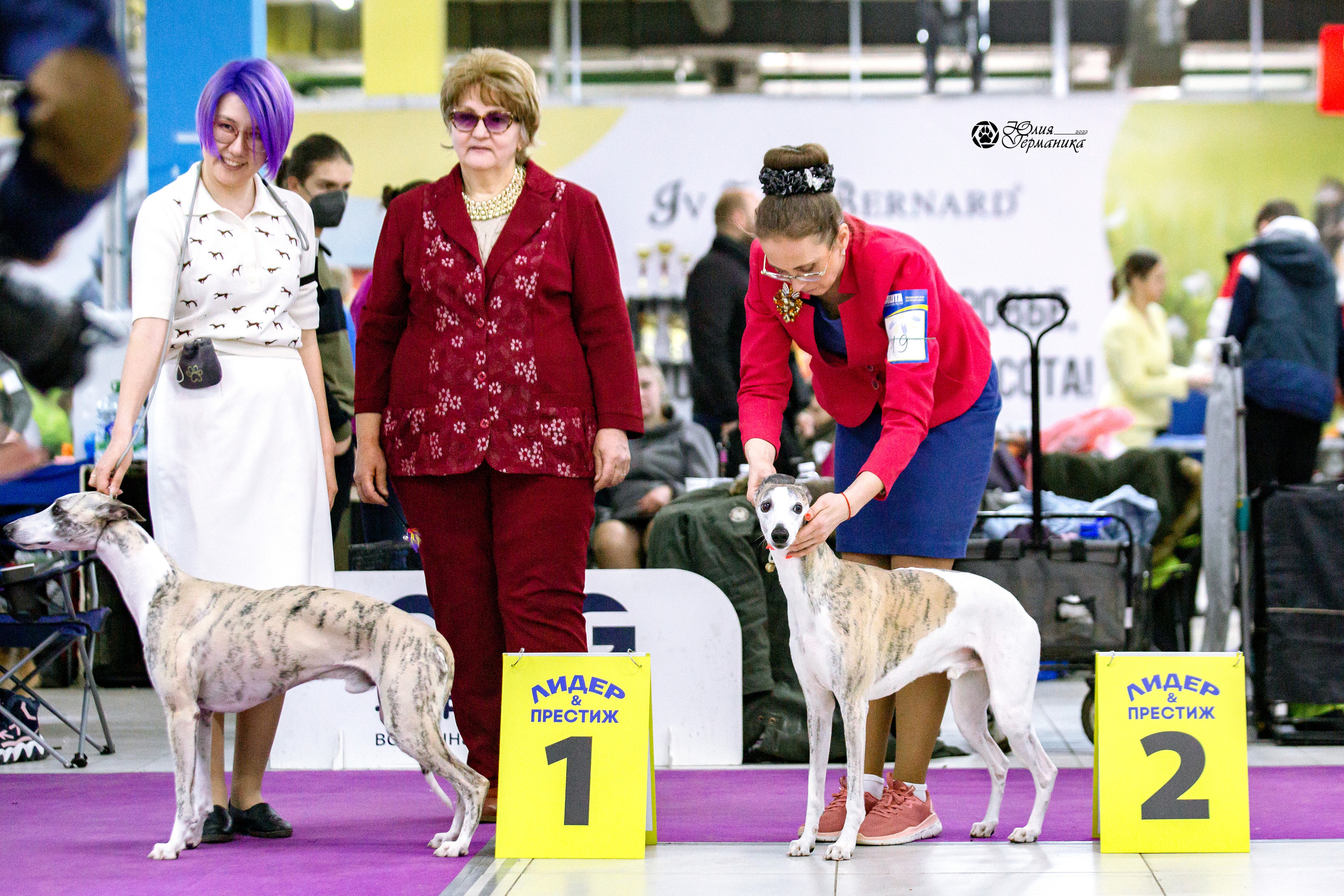Чайна-Таун 13 и 20 марта 2022. Фотограф-анималист Юлия Германика