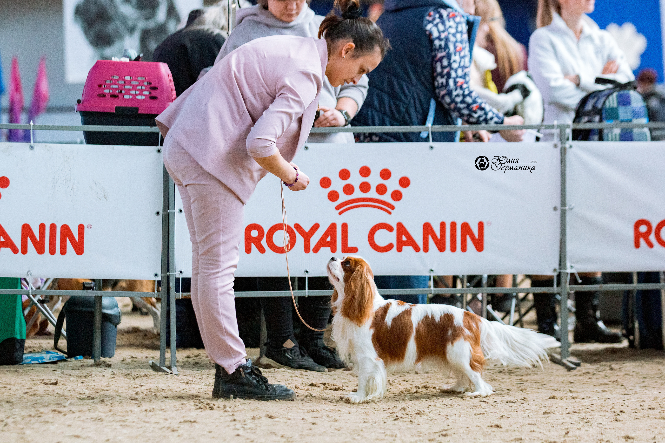 Минск 2хCACIB 5-6 марта 2022. Фотограф-анималист Юлия Германика