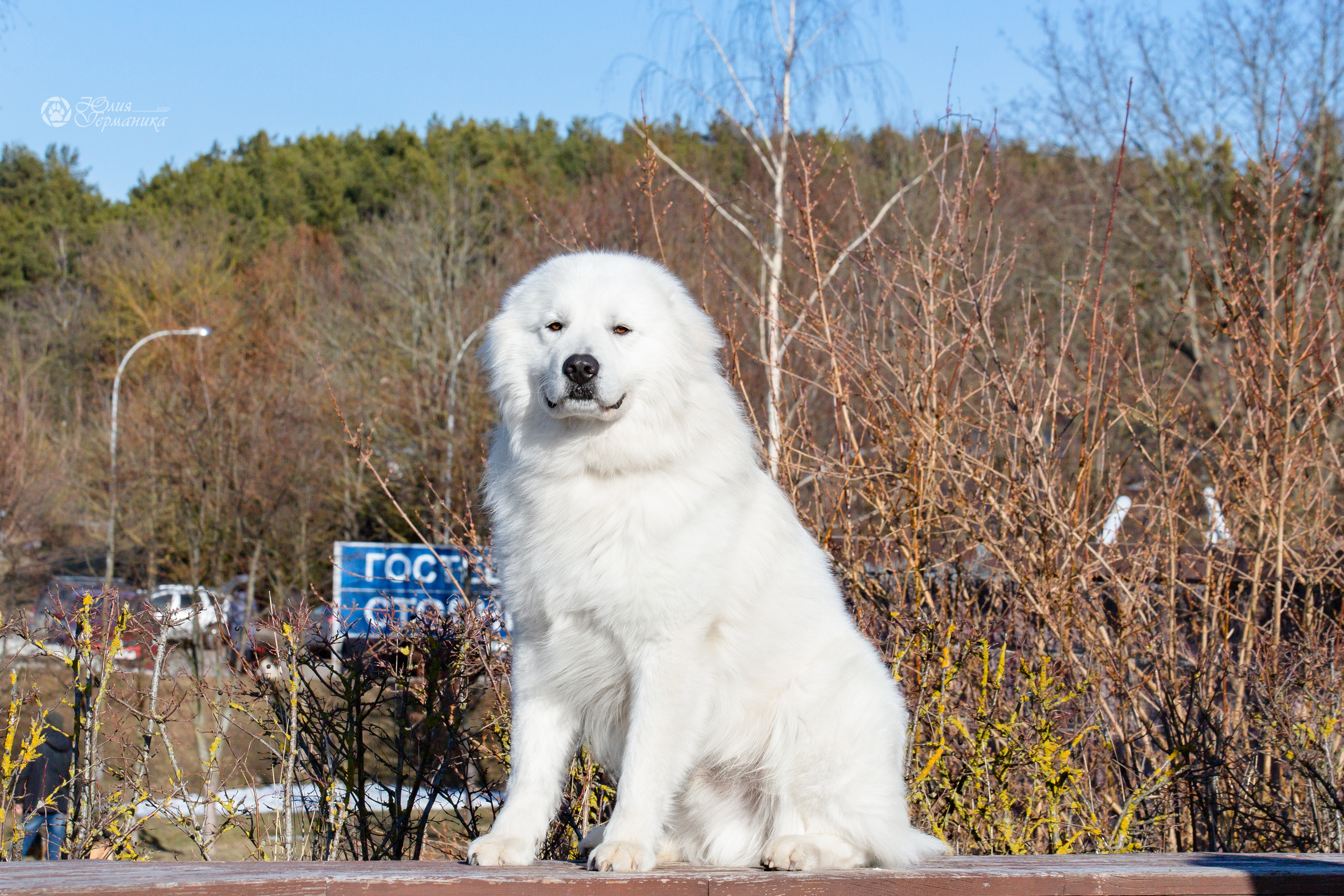 Минск 2хCACIB 5-6 марта 2022. Фотограф-анималист Юлия Германика