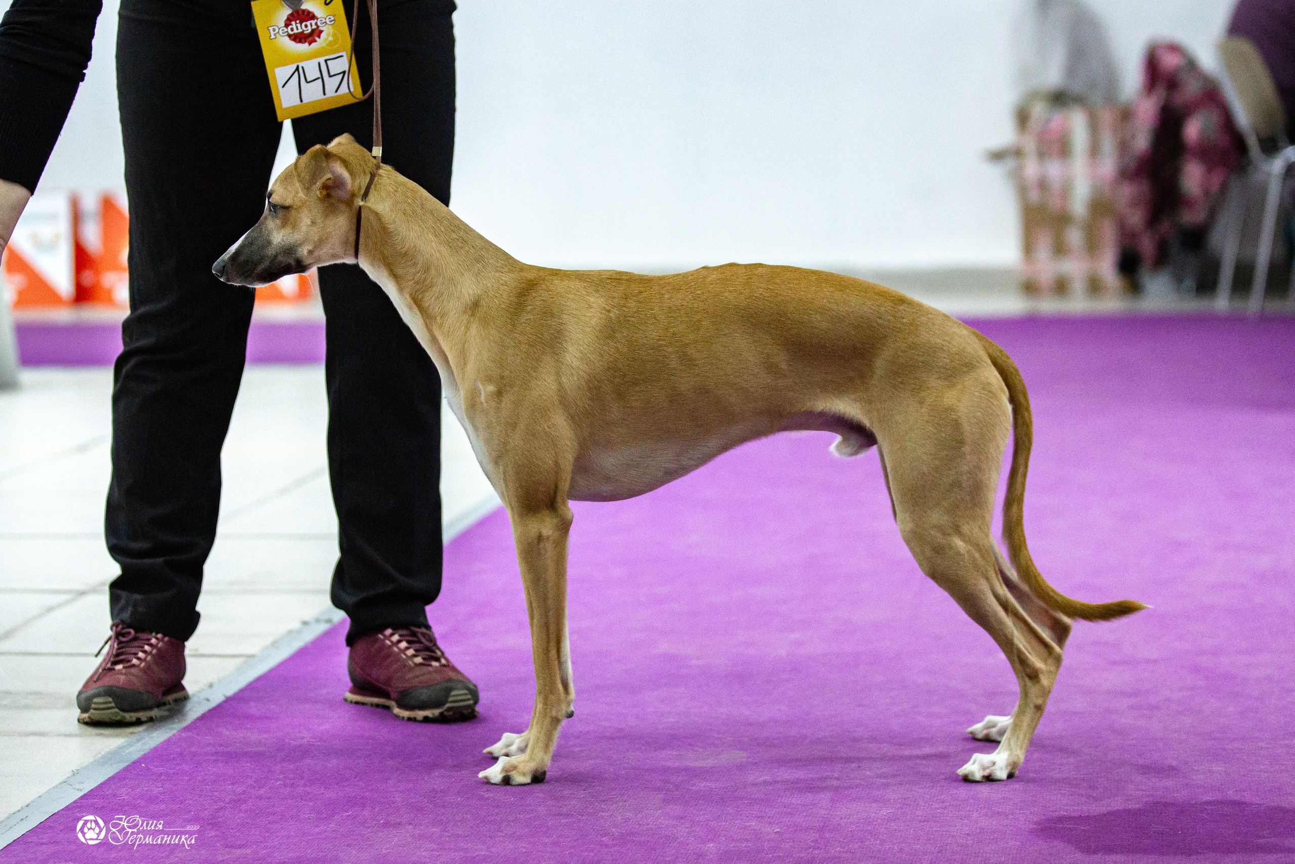 Чайна-Таун 29-30 января 2022. Фотограф-анималист Юлия Германика