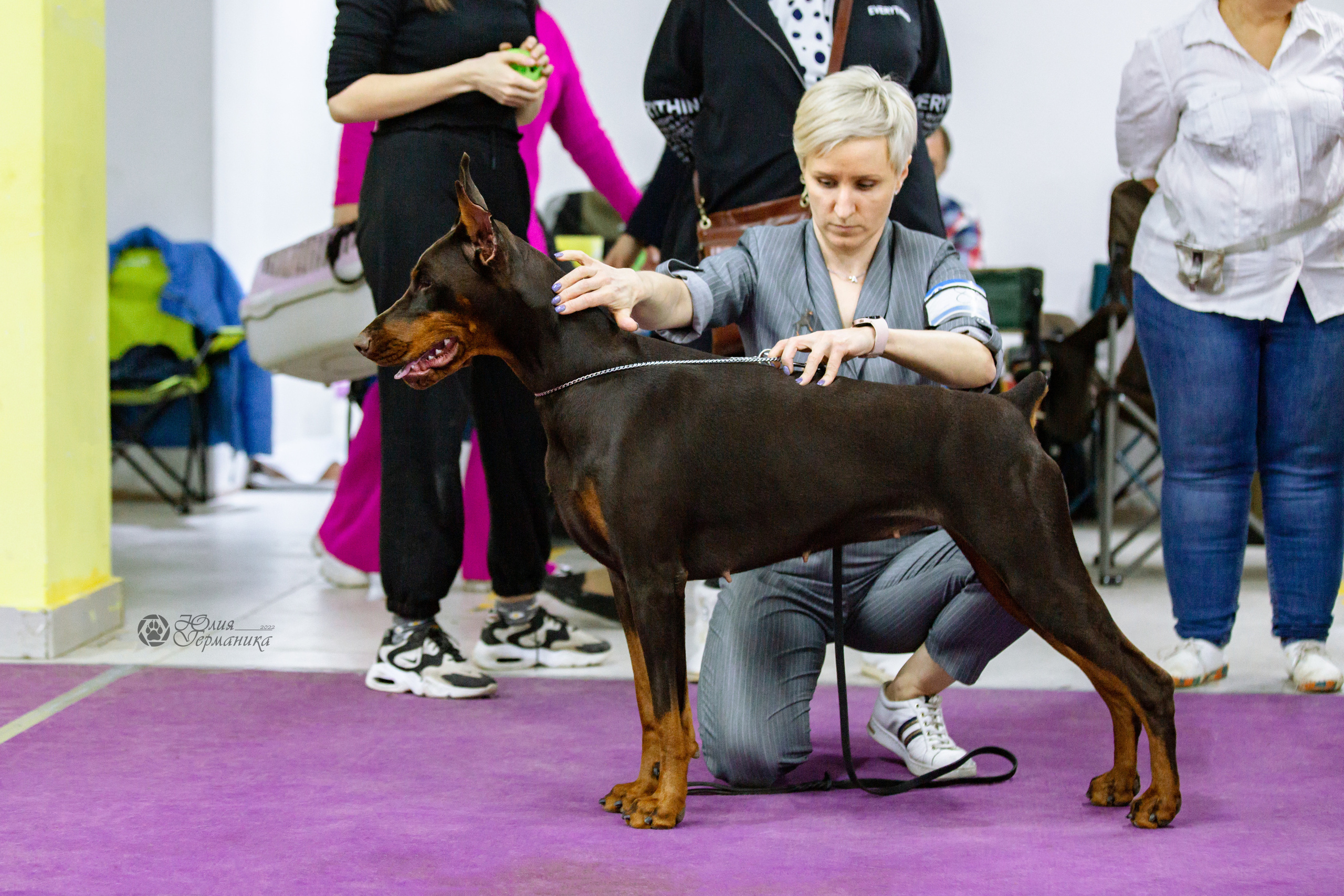Чайна-Таун ПК Доберманов  3 апреля 2022. Фотограф-анималист Юлия Германика