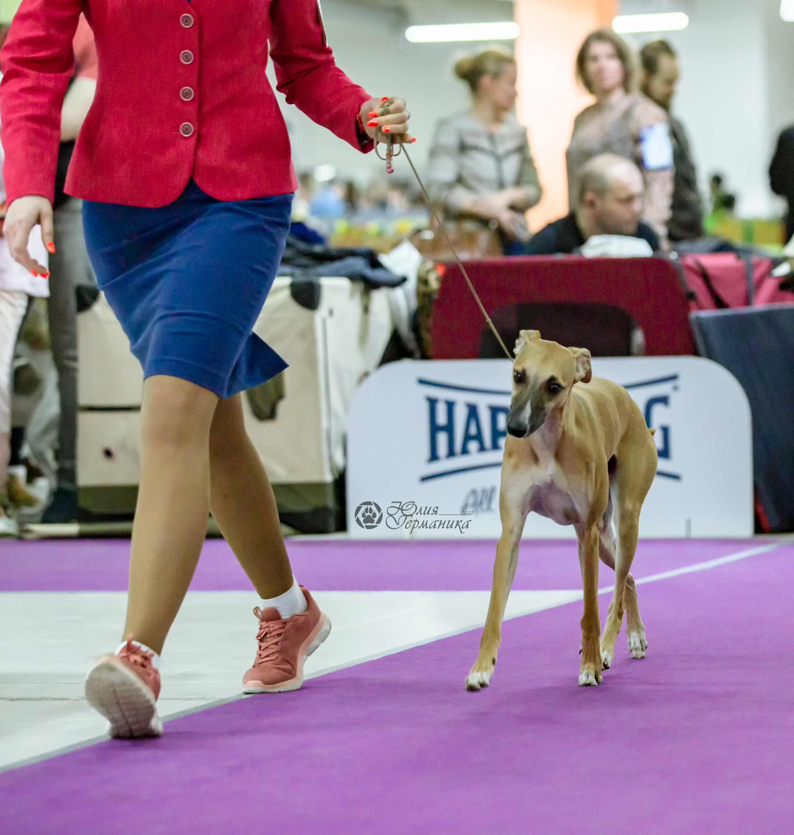 Чайна-Таун 24 и 27 марта 2022. Фотограф-анималист Юлия Германика