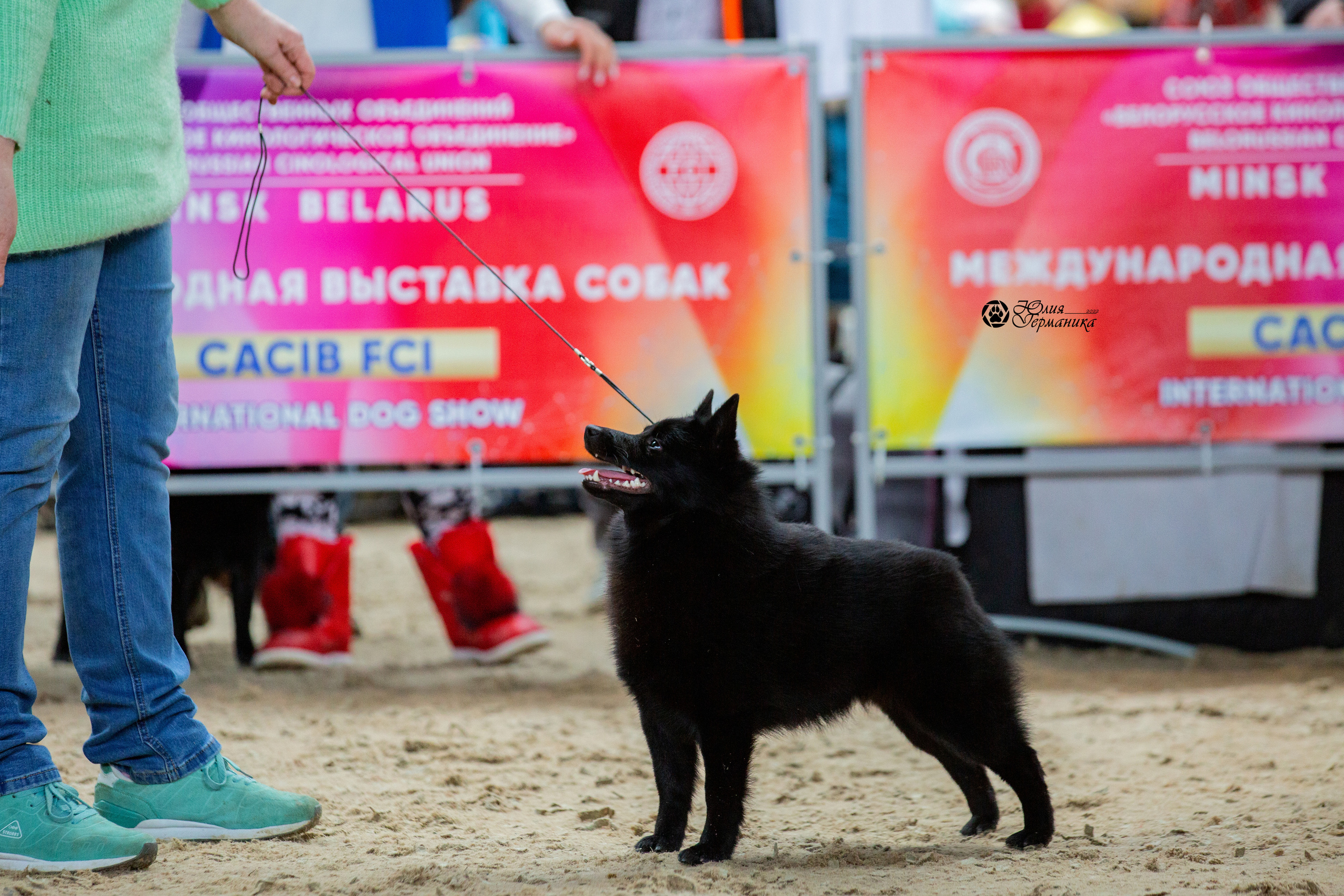 Минск 2хCACIB 5-6 марта 2022. Фотограф-анималист Юлия Германика