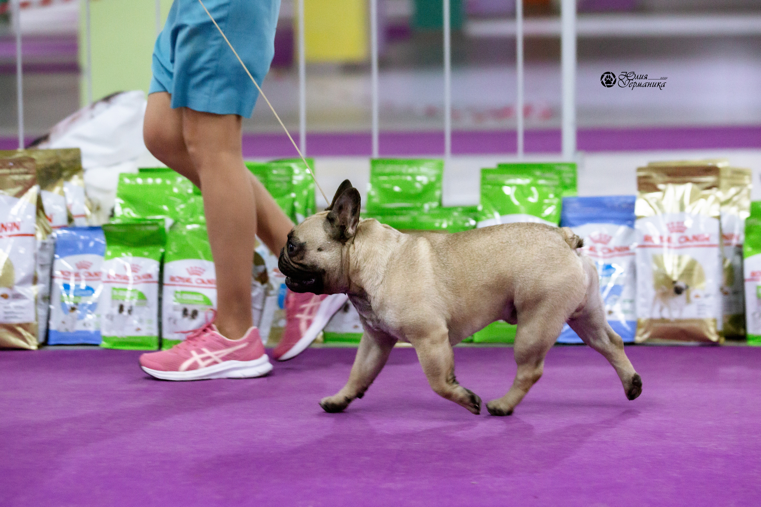 Чайна-Таун 27 февраля 2022. Фотограф-анималист Юлия Германика