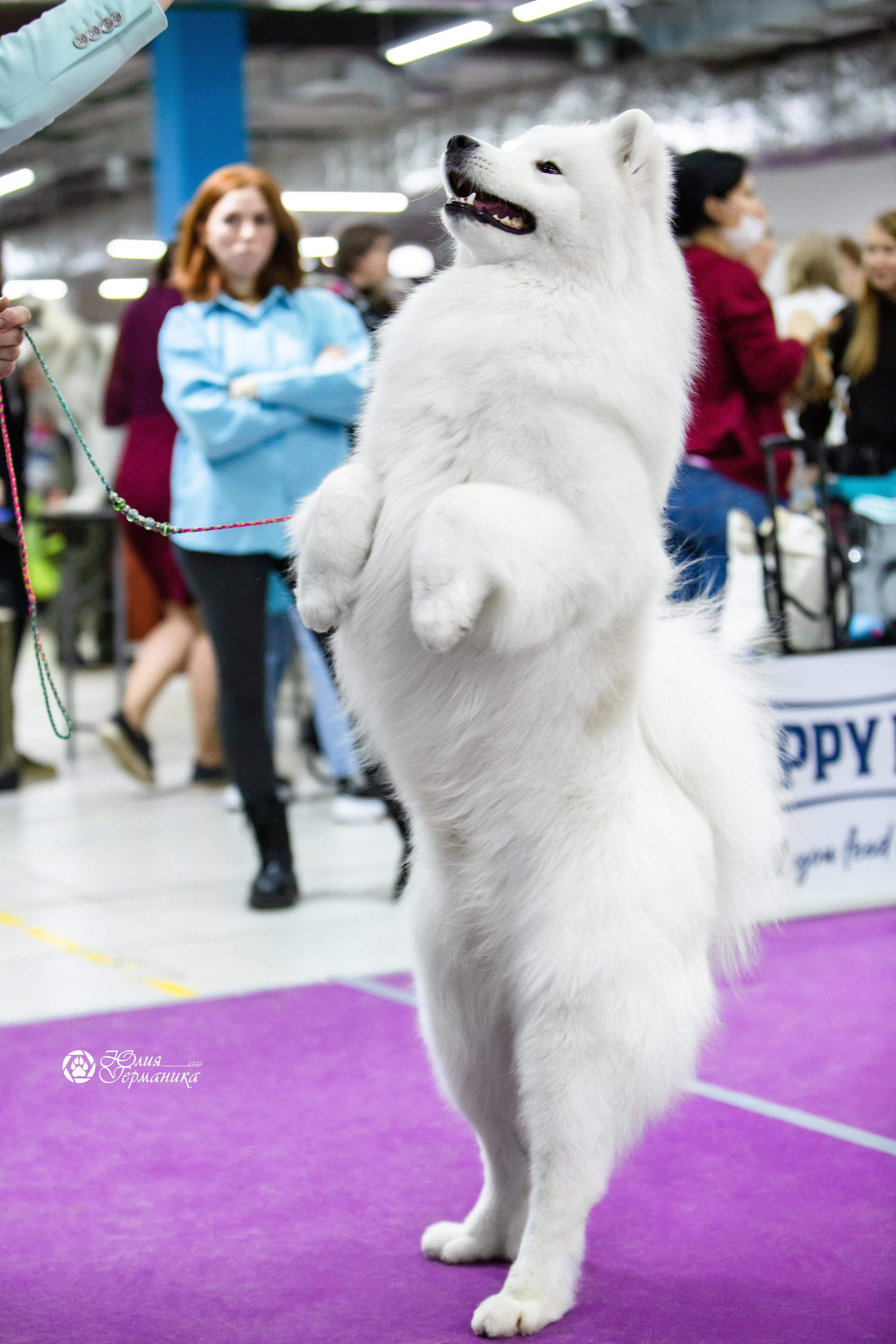 Чайна-Таун 18,26 и 29 декабря 2021. Фотограф-анималист Юлия Германика