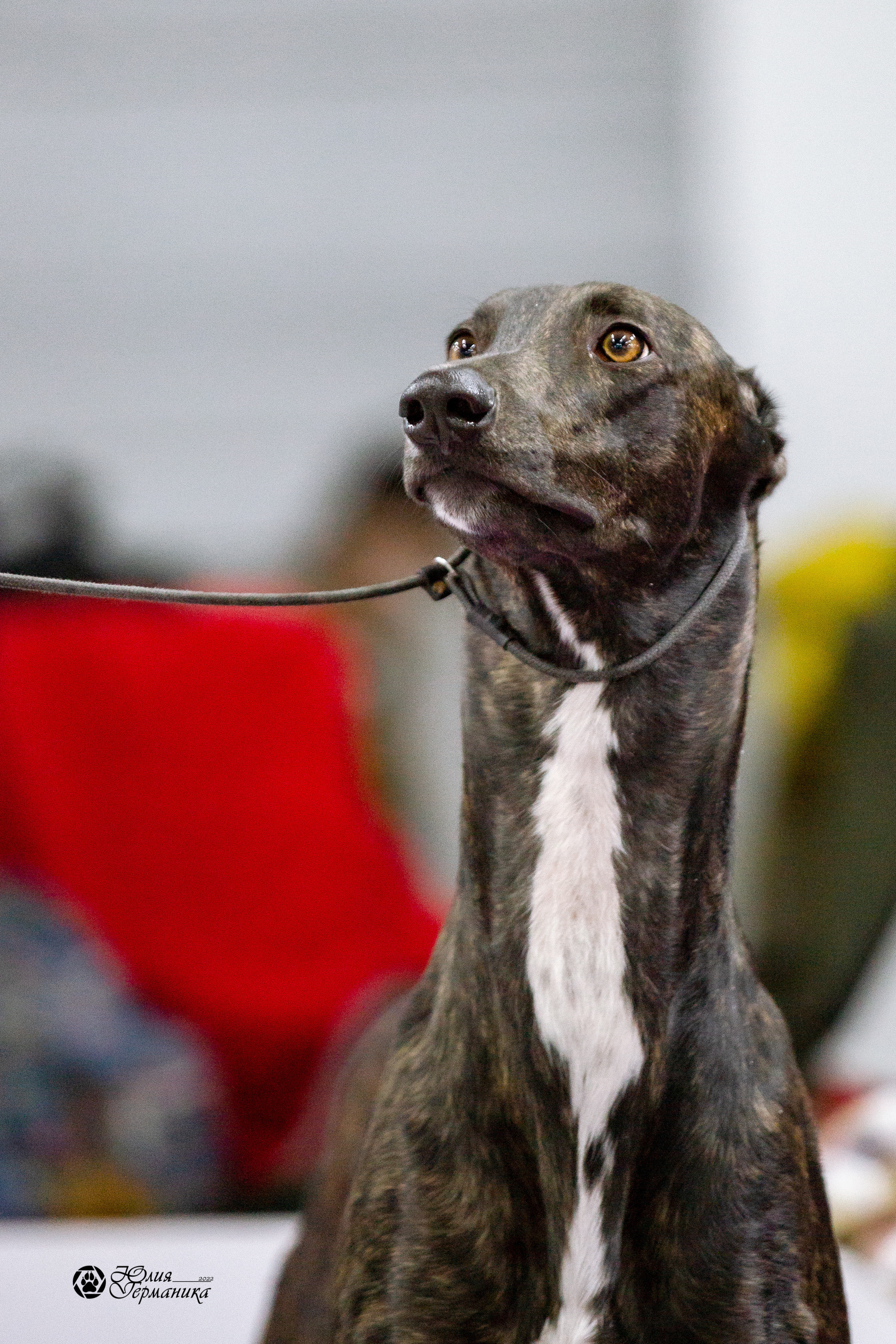 Чайна-Таун 27 февраля 2022. Фотограф-анималист Юлия Германика