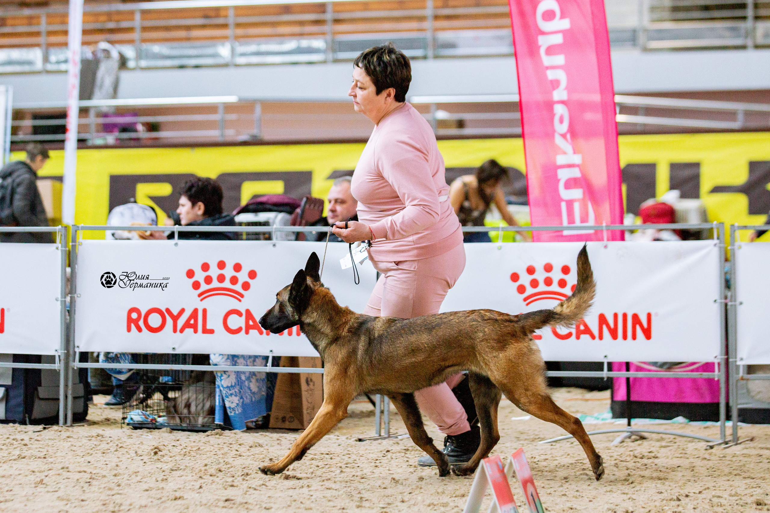 Минск 2хCACIB 5-6 марта 2022. Фотограф-анималист Юлия Германика