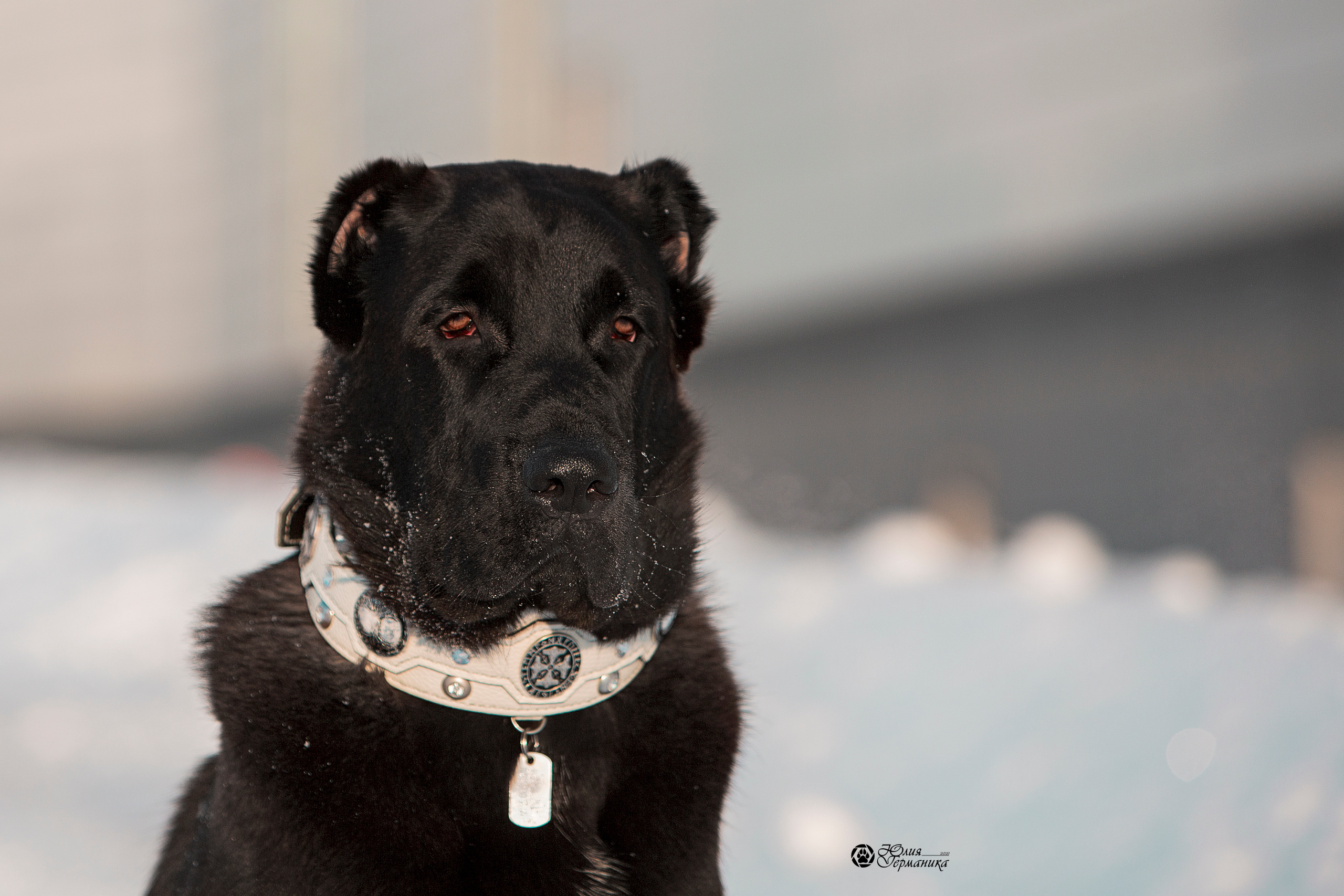 Свободная съемка. Фотограф-анималист Юлия Германика