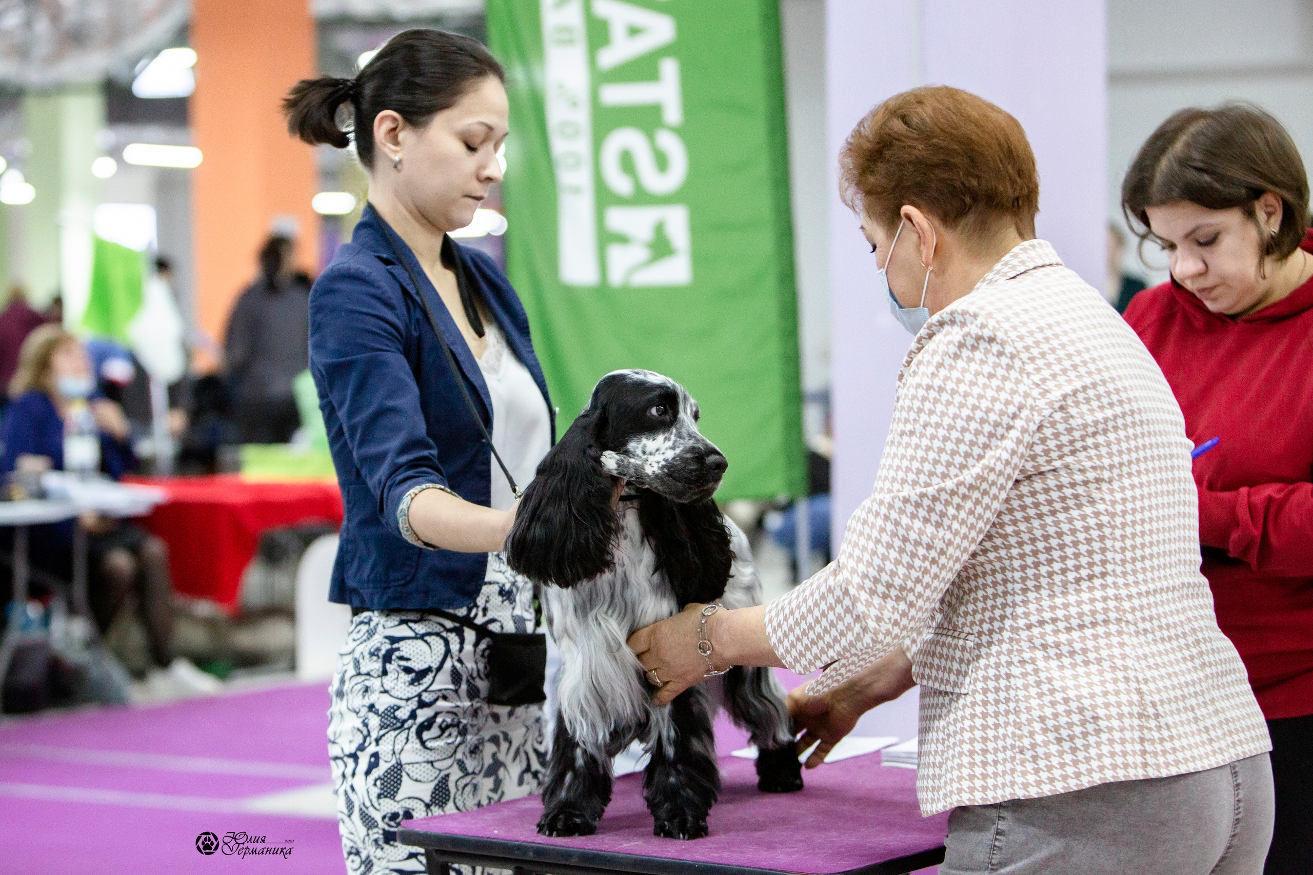 Чайна-Таун 18,26 и 29 декабря 2021. Фотограф-анималист Юлия Германика