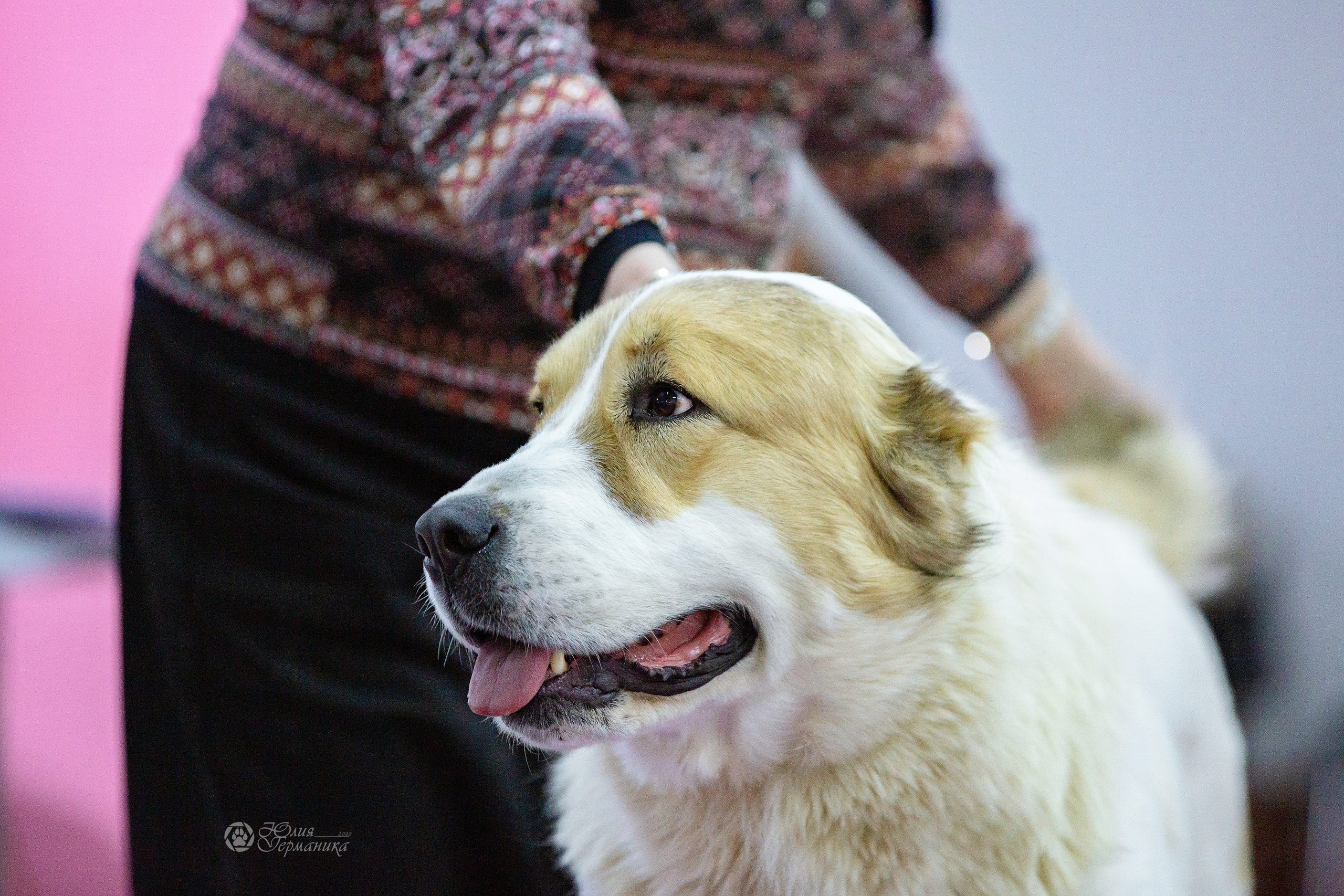 Чайна-Таун 24 и 27 марта 2022. Фотограф-анималист Юлия Германика