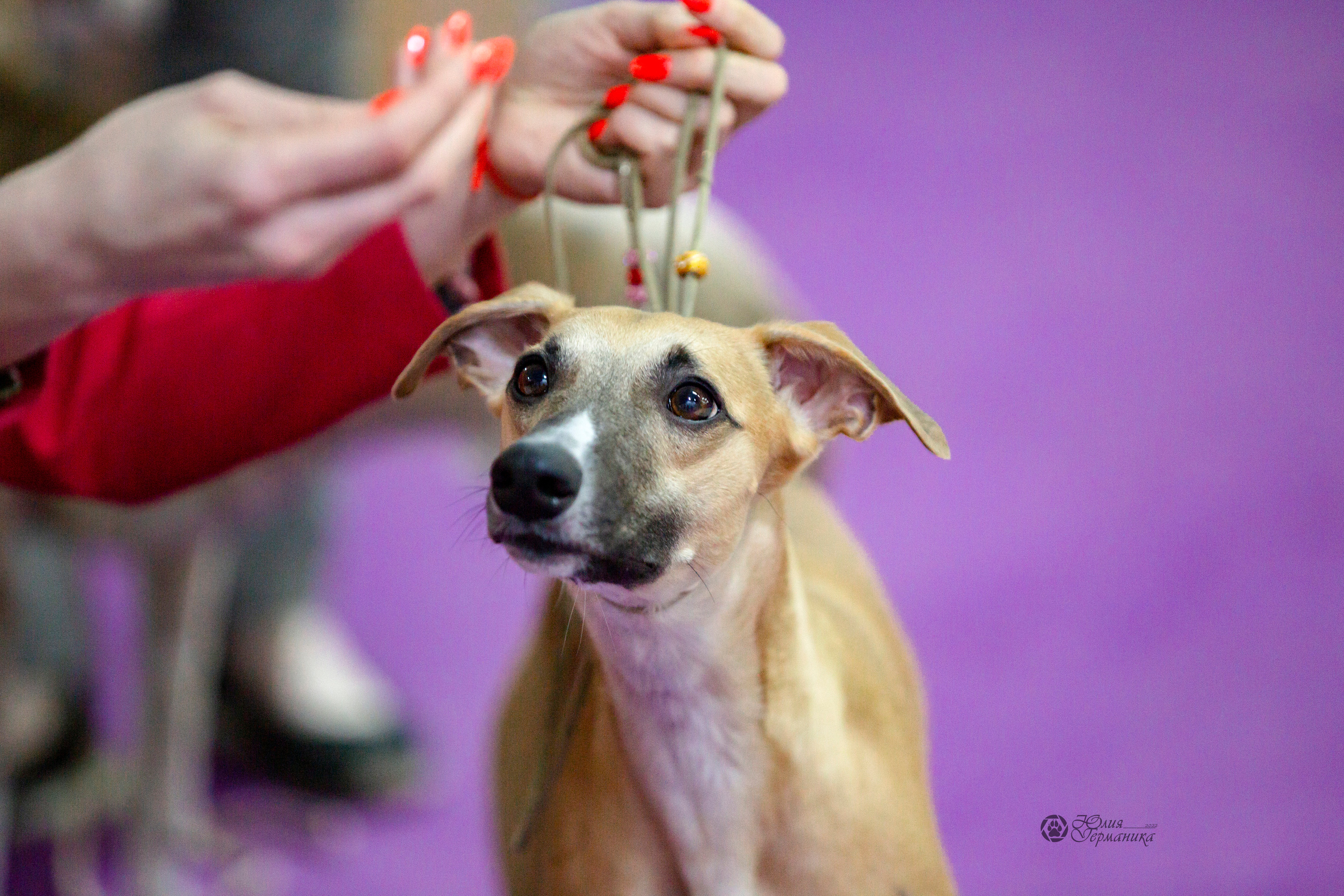Чайна-Таун 24 и 27 марта 2022. Фотограф-анималист Юлия Германика