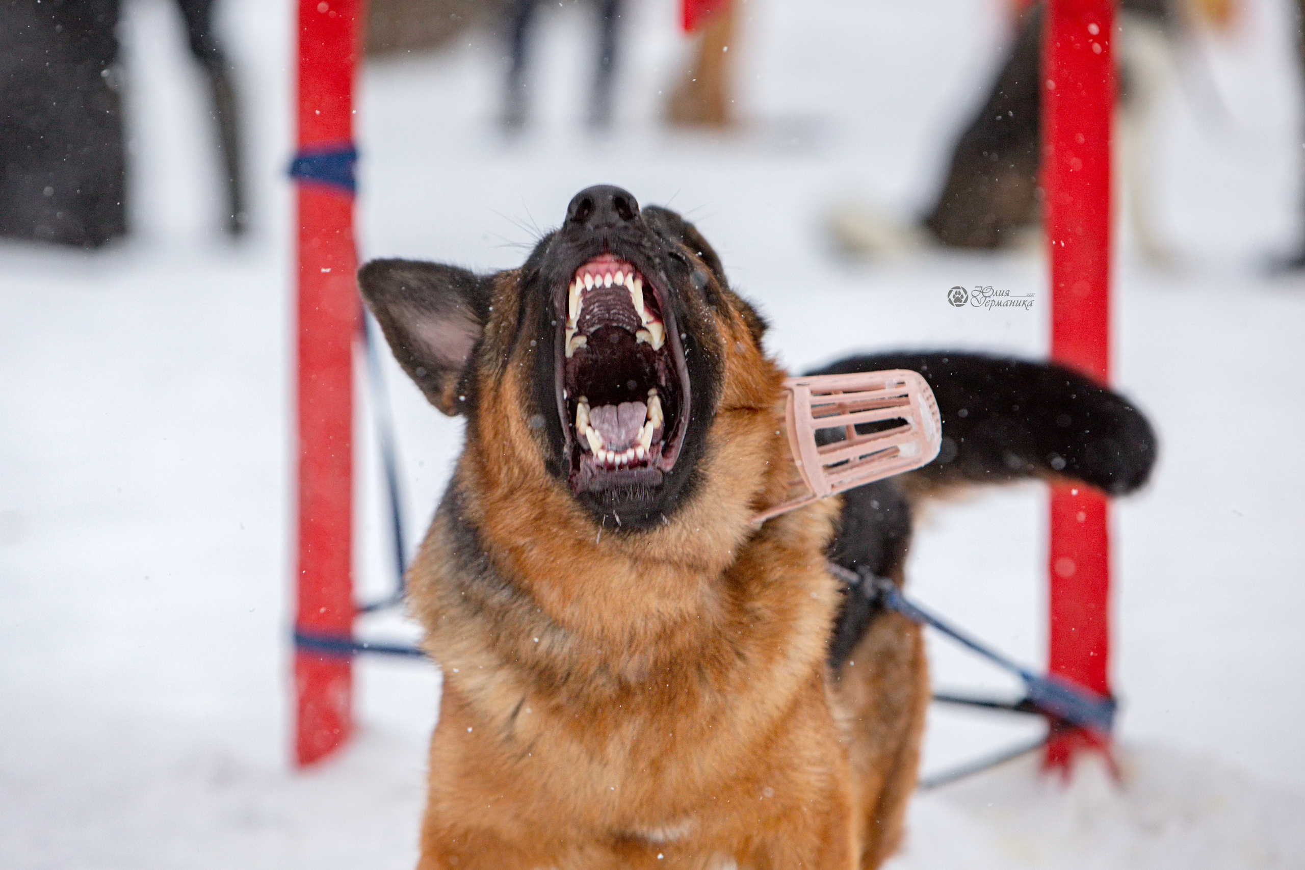 Свободная съемка. Фотограф-анималист Юлия Германика