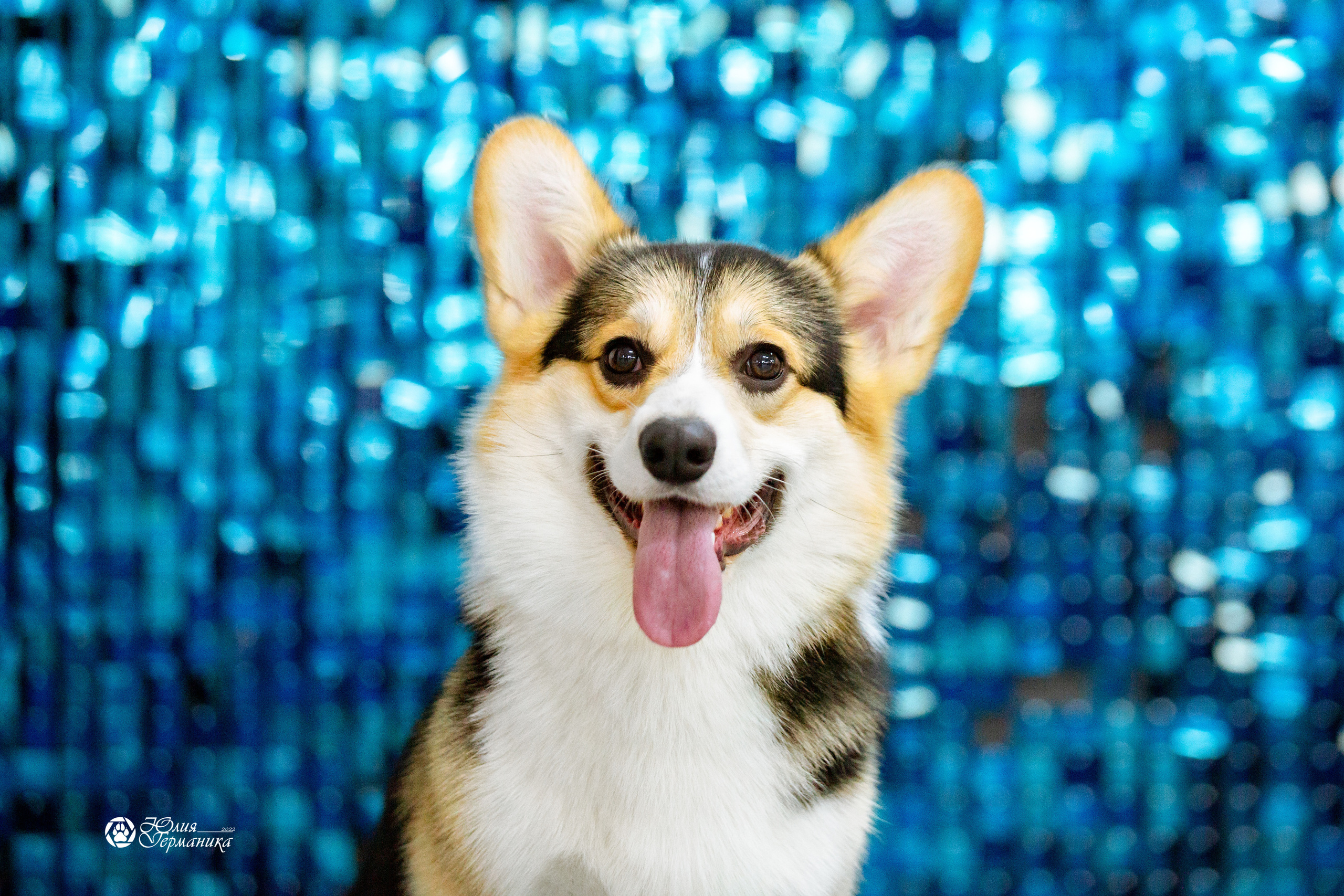 Чайна-Таун 27 февраля 2022. Фотограф-анималист Юлия Германика