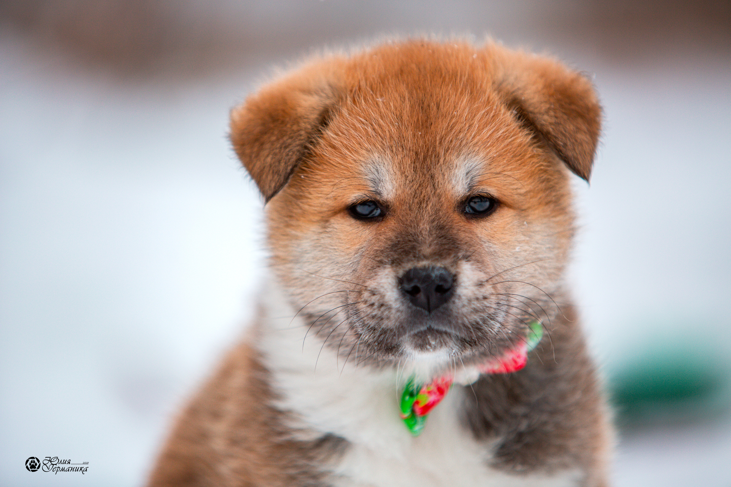 Съёмки щенков и котят. Фотограф-анималист Юлия Германика