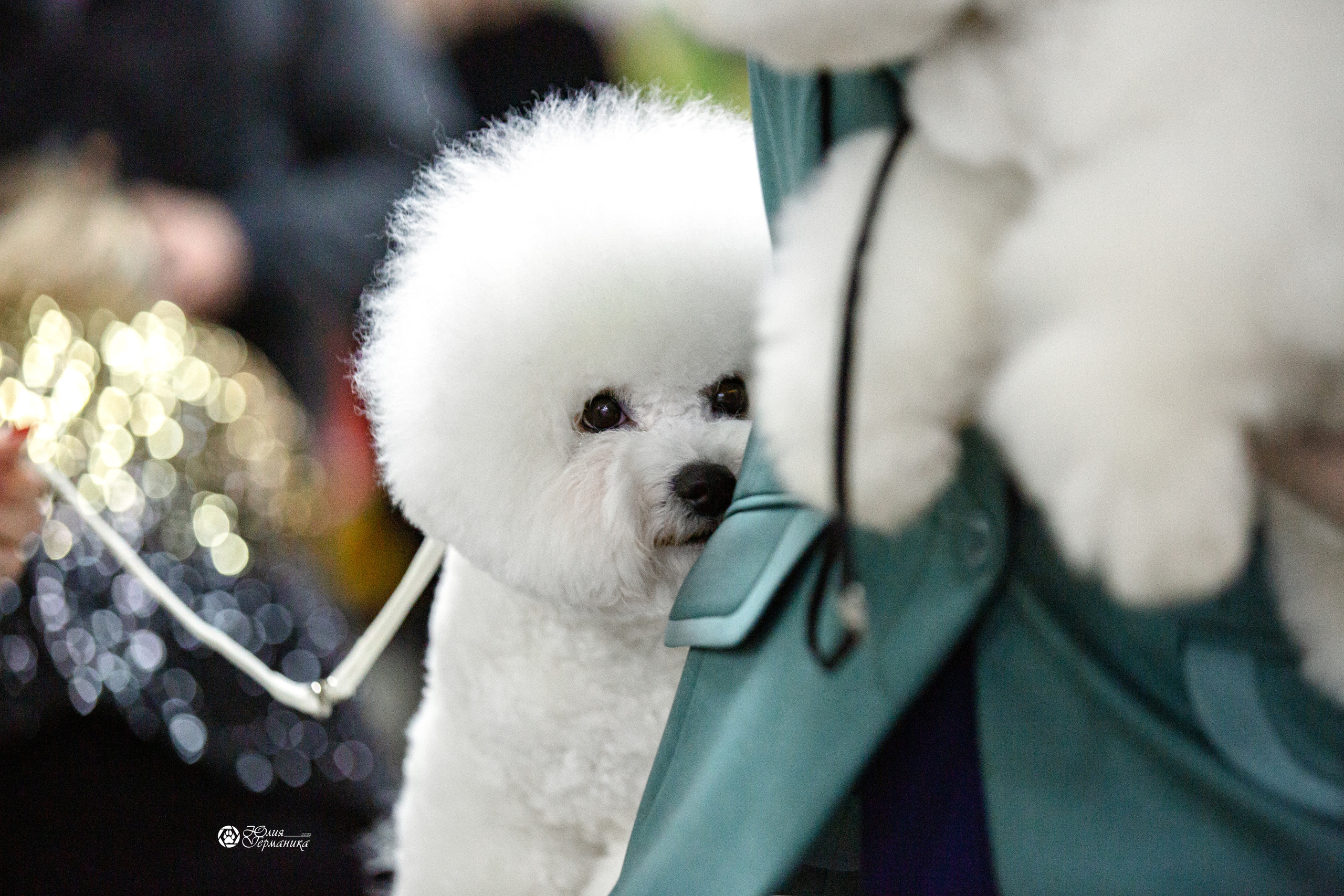 Чайна-Таун 12-13 февраля 2022. Фотограф-анималист Юлия Германика