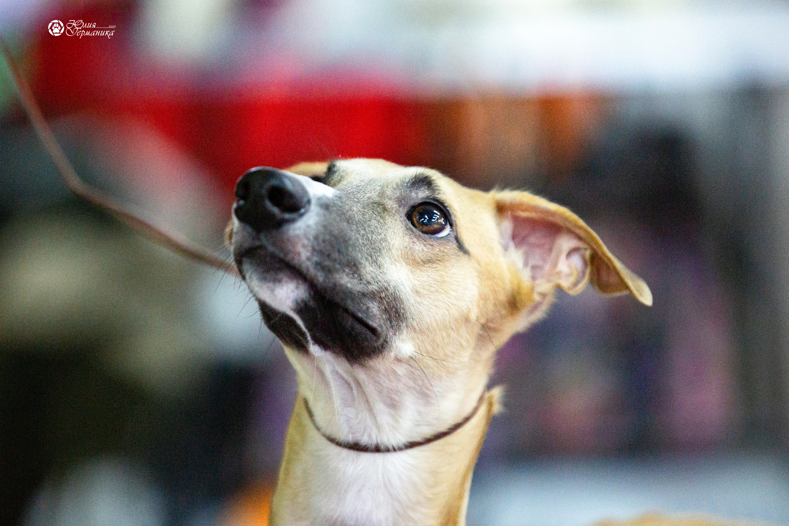 Чайна-Таун 29-30 января 2022. Фотограф-анималист Юлия Германика